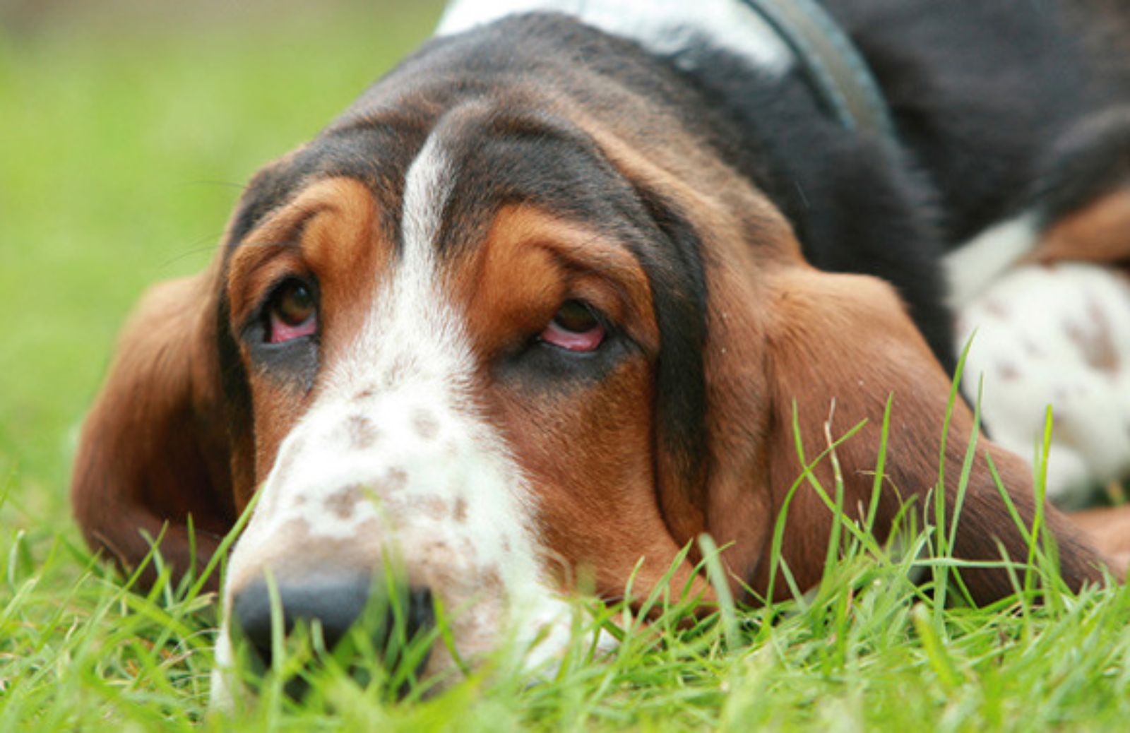 Le 5 caratteristiche fondamentali del Basset Hound