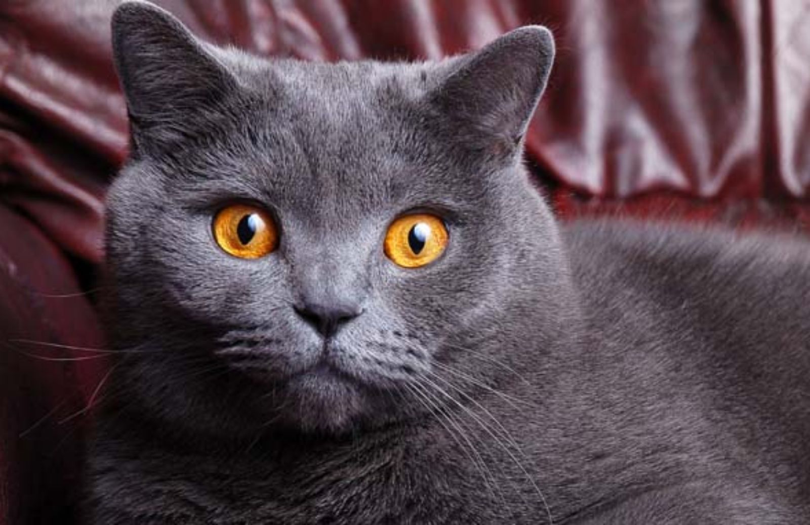 Le 5 caratteristiche fondamentali del British Shorthair