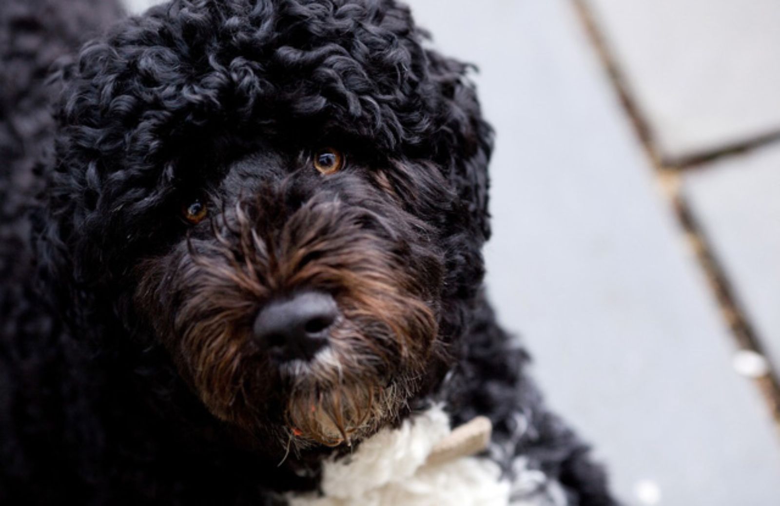 Le 5 caratteristiche fondamentali del Cão de água português