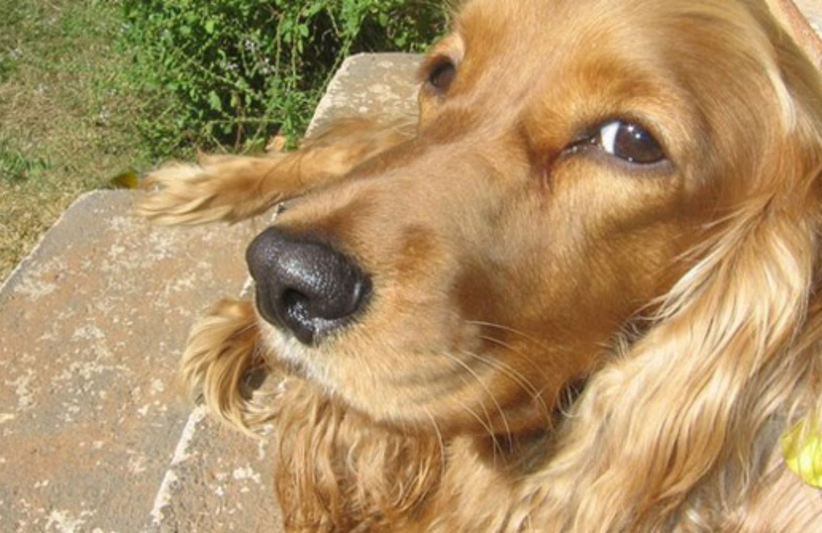 Le 5 caratteristiche fondamentali del Cocker Spaniel Inglese