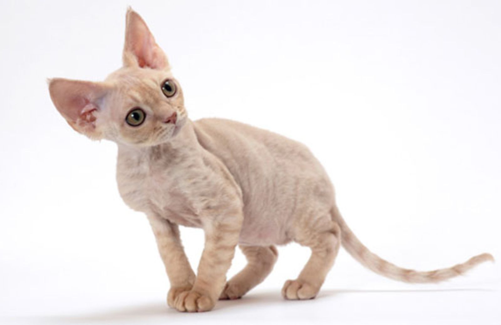 Le 5 caratteristiche fondamentali del Devon Rex 