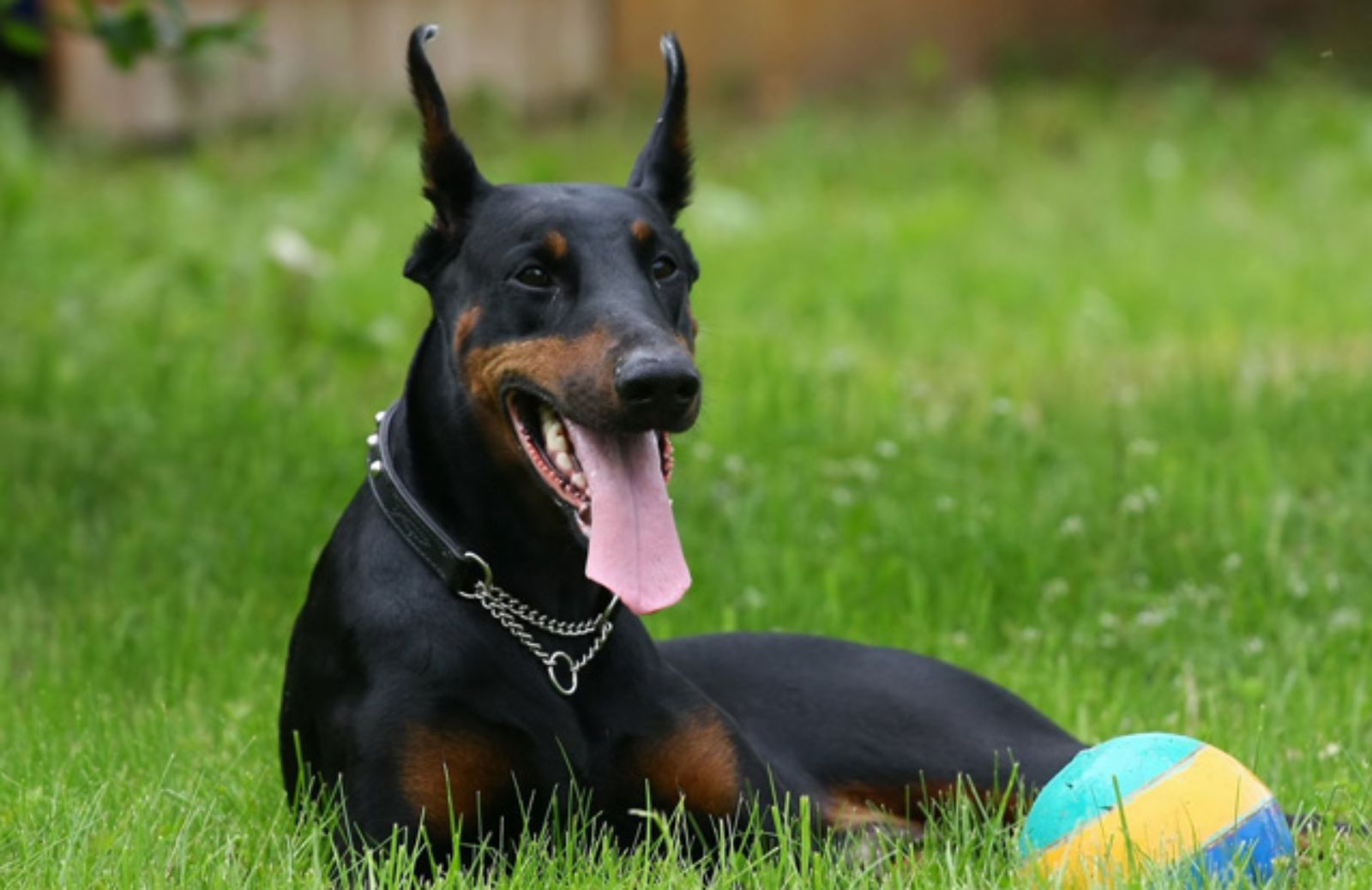 Le 5 caratteristiche fondamentali del Dobermann