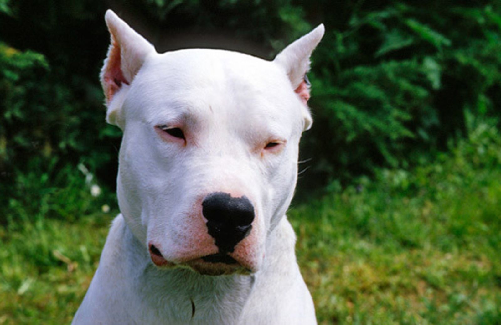 Le 5 caratteristiche fondamentali del Dogo argentino