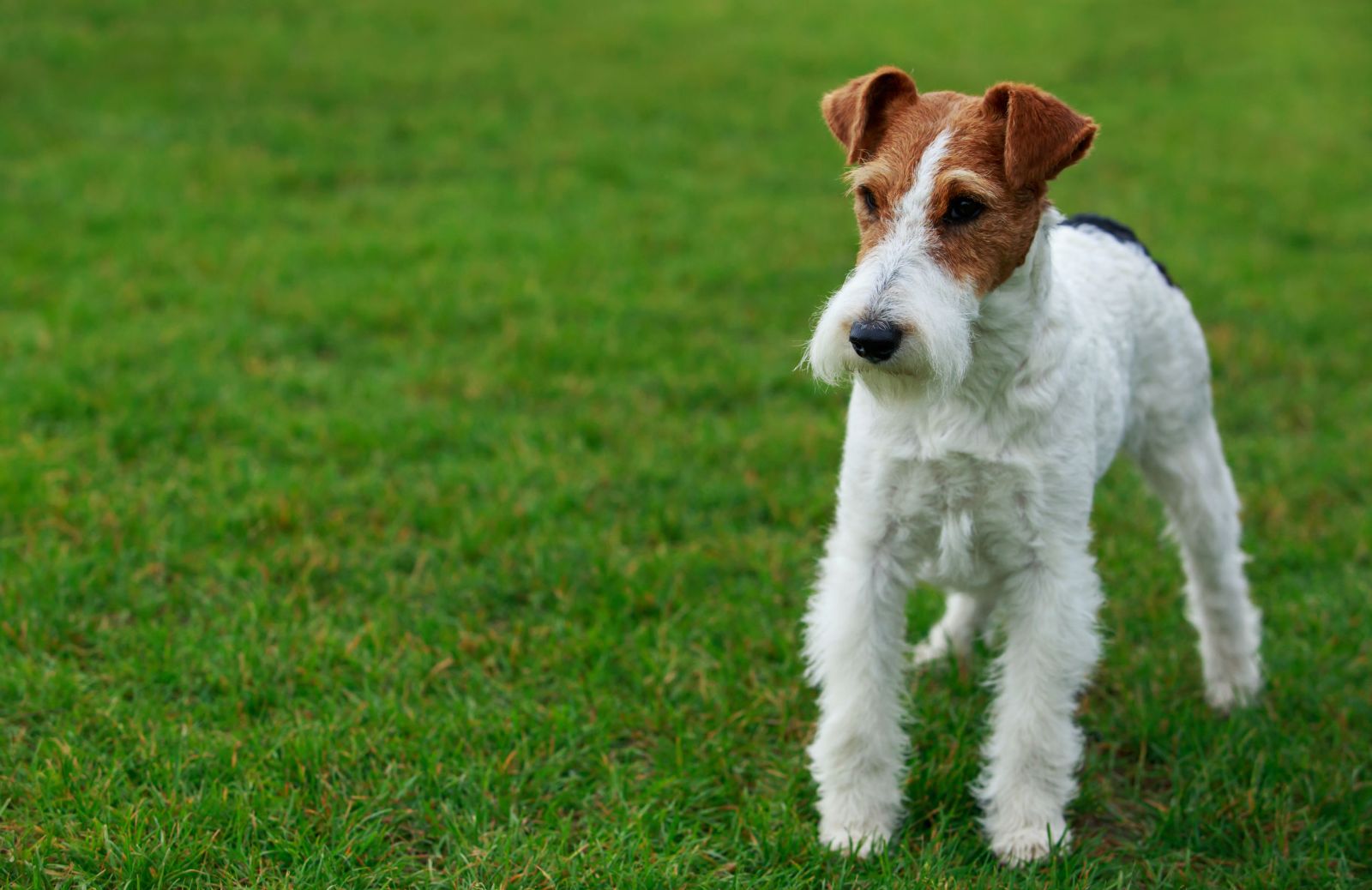 Le 5 caratteristiche fondamentali del Fox terrier