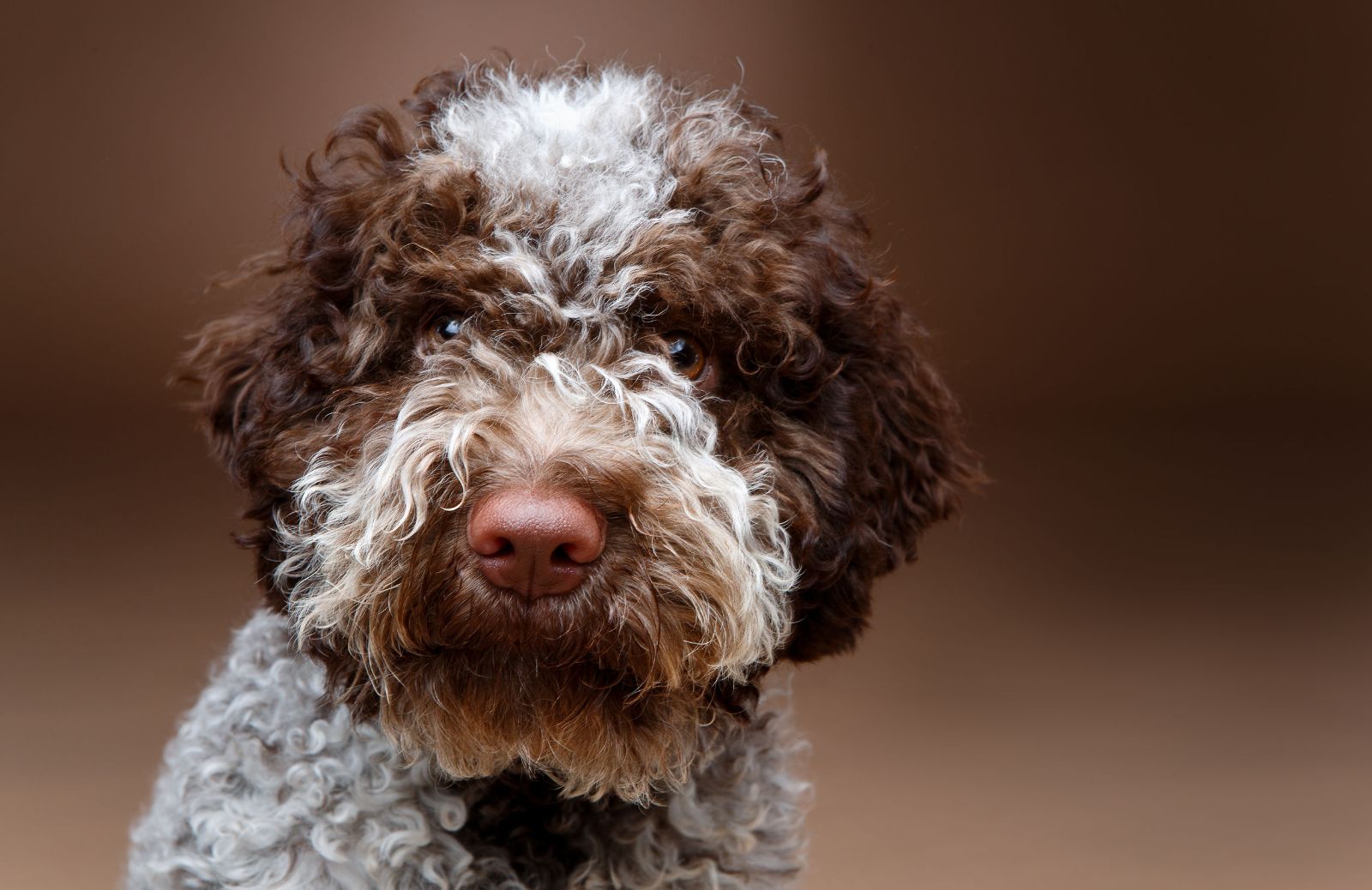 Le 5 caratteristiche fondamentali del Lagotto romagnolo