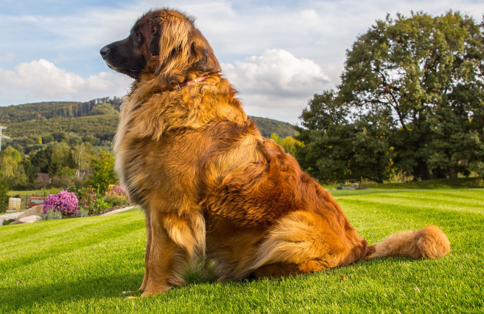 Le 5 caratteristiche fondamentali del Leonberger