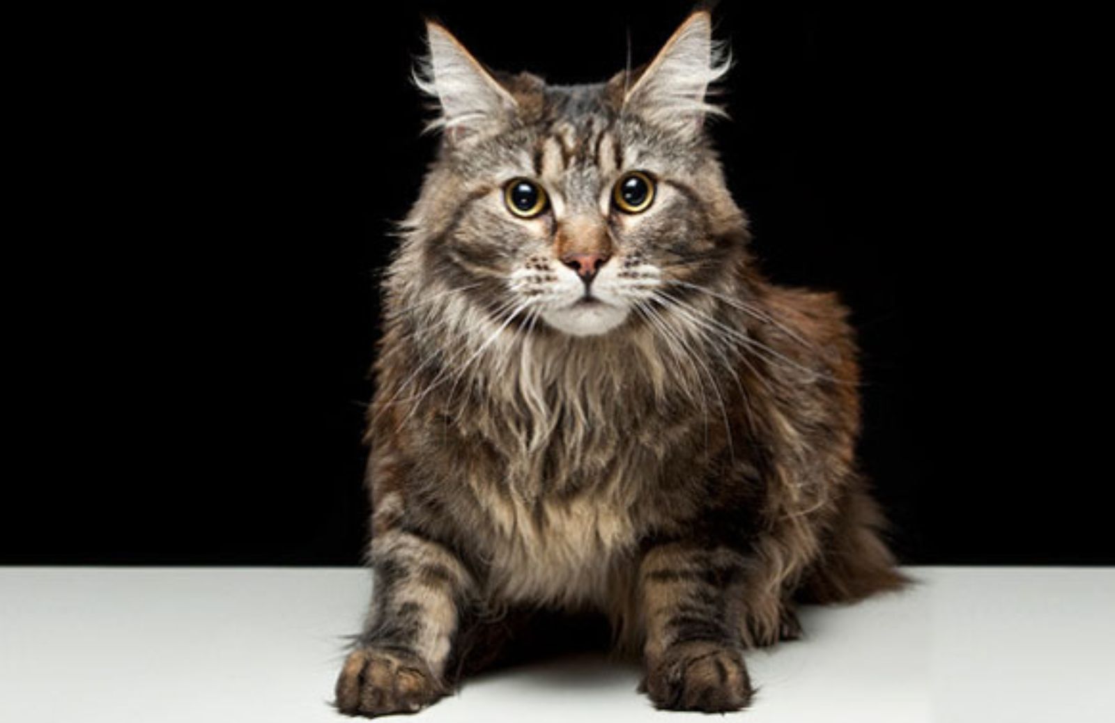 Le 5 caratteristiche fondamentali del Maine Coon