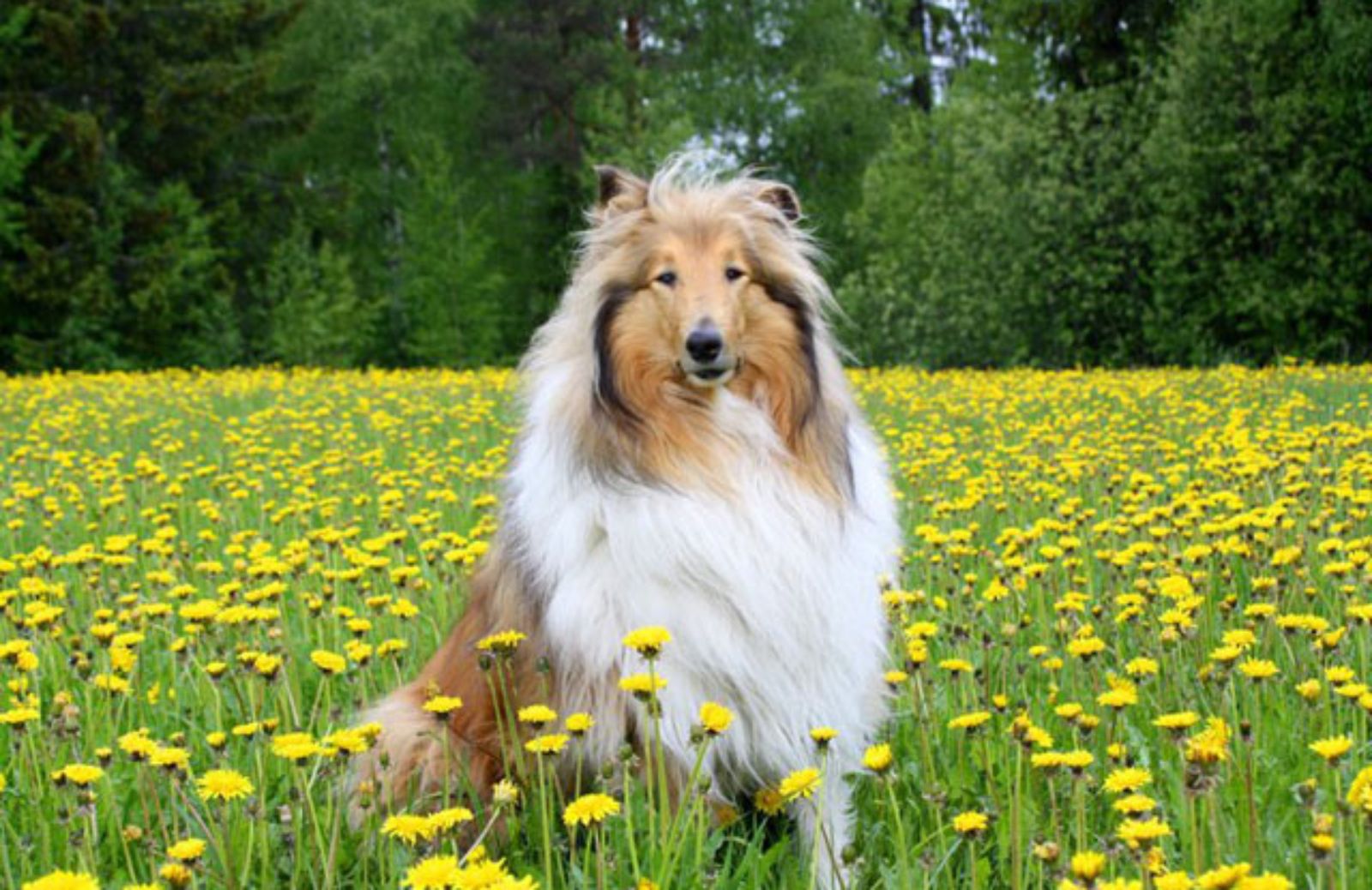 Le 5 caratteristiche fondamentali del Rough Collie