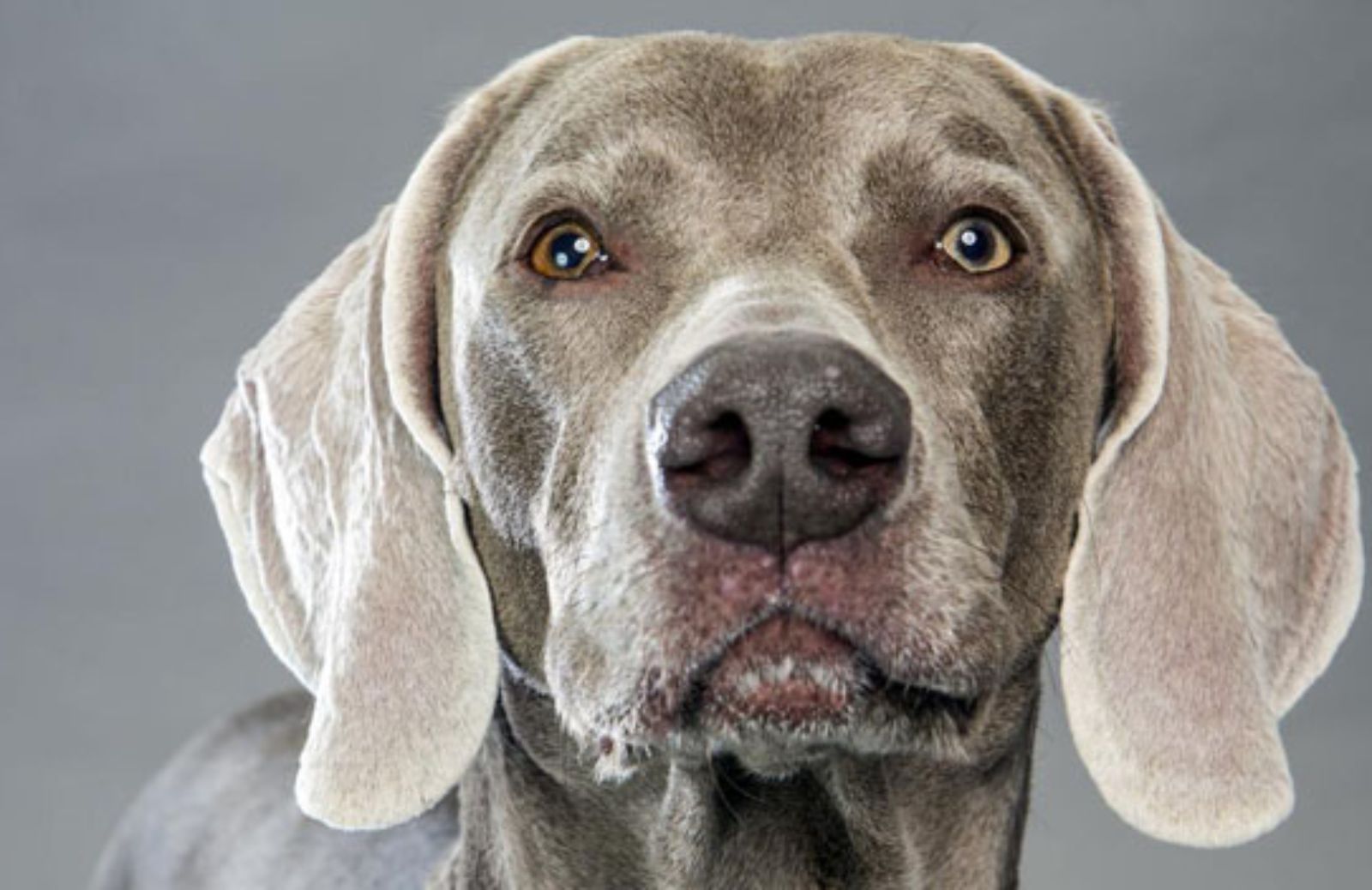 Le 5 caratteristiche fondamentali del Weimaraner