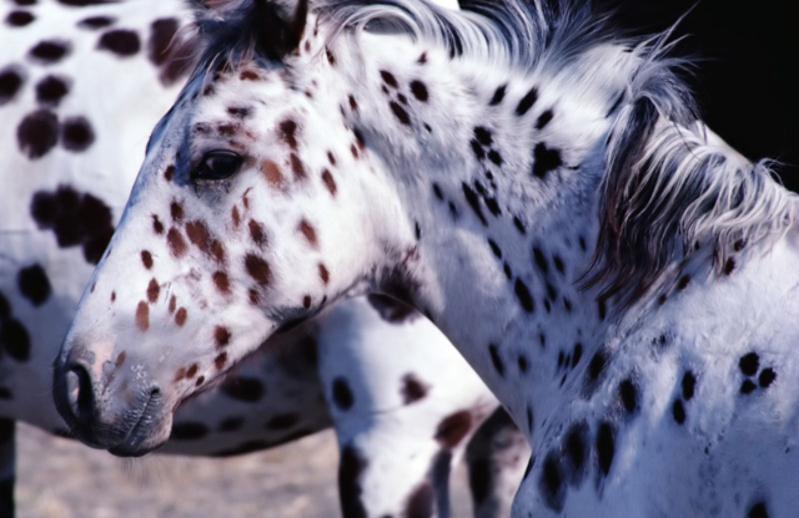 Le 5 caratteristiche fondamentali del cavallo di razza Appaloosa