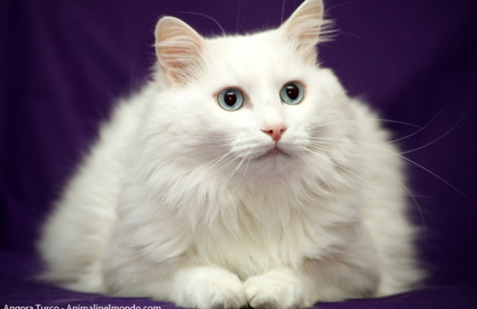 Gatto di Angora turco, il micio del desiderio