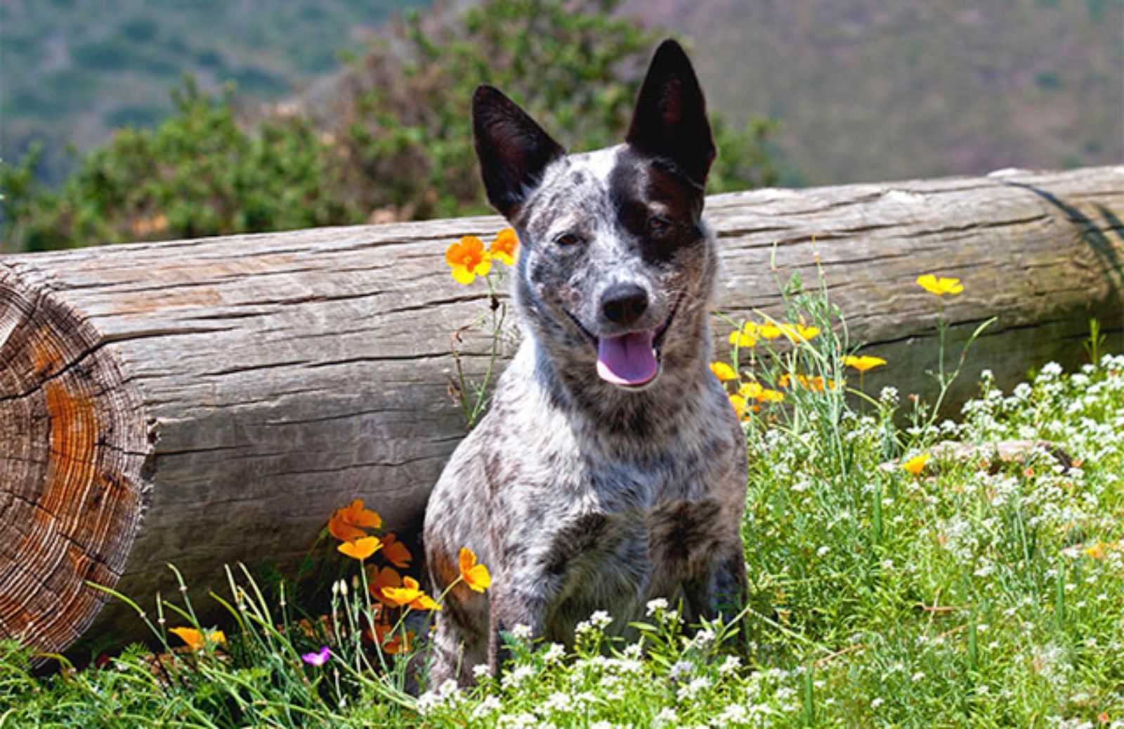 Le 5 caratteristiche fondamentali dell’Australian cattle dog 