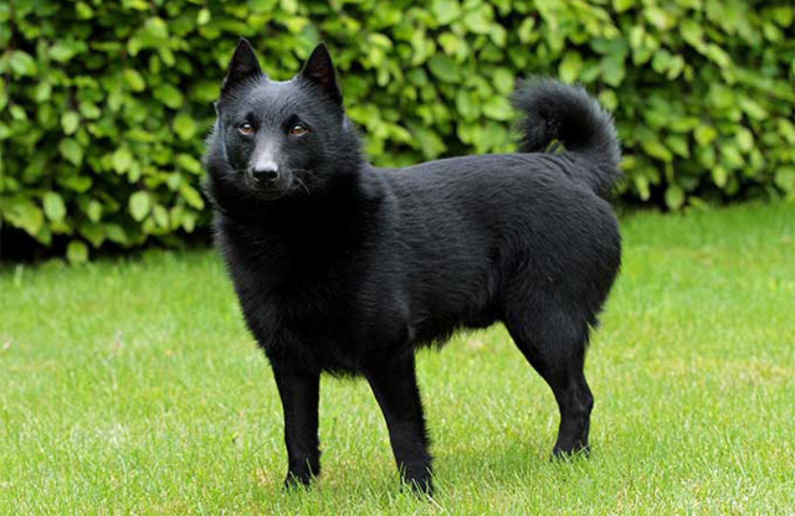 Le 5 caratteristiche fondamentali dello Schipperke