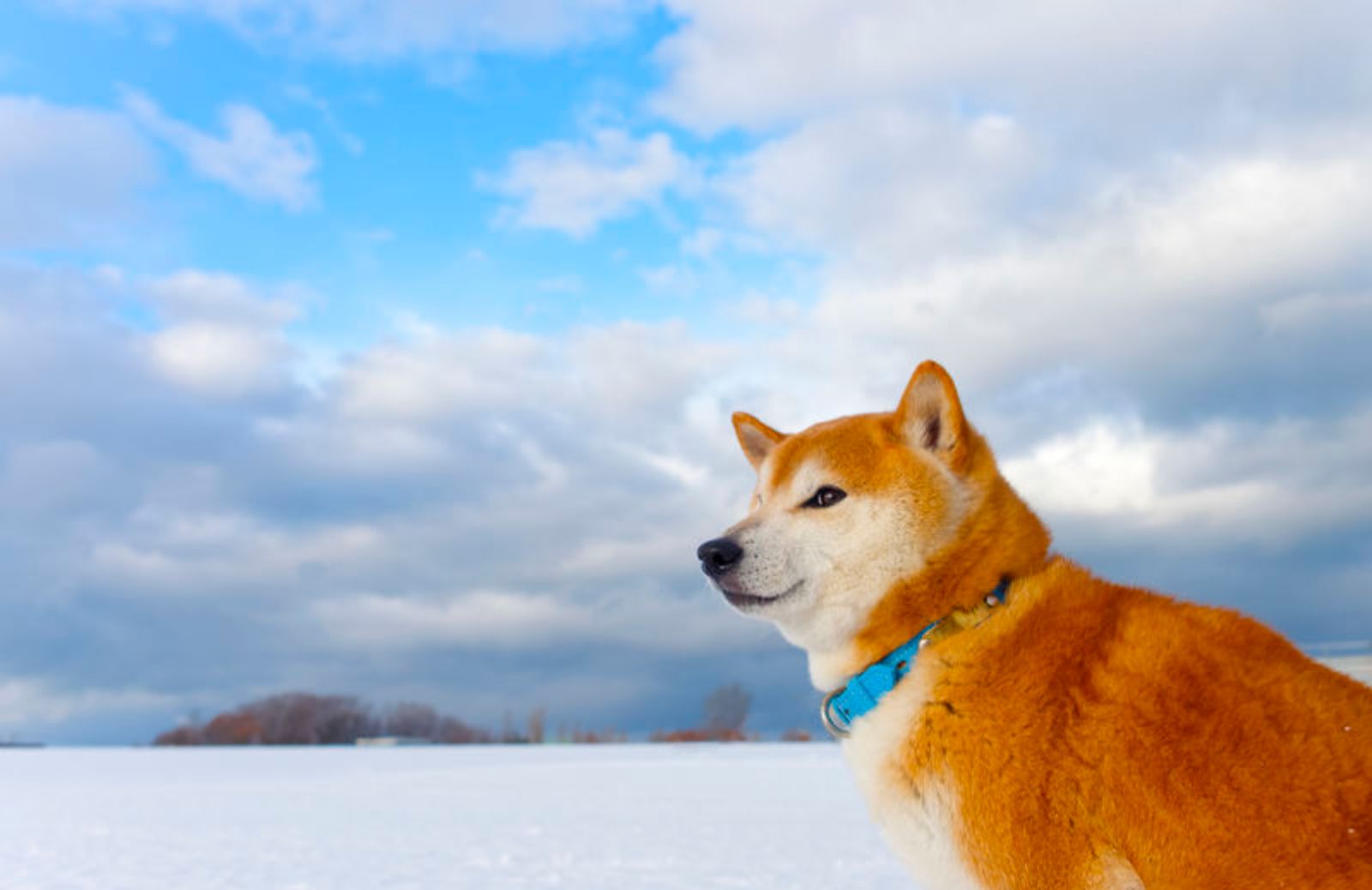 Le 5 caratteristiche fondamentali dello Shiba Inu