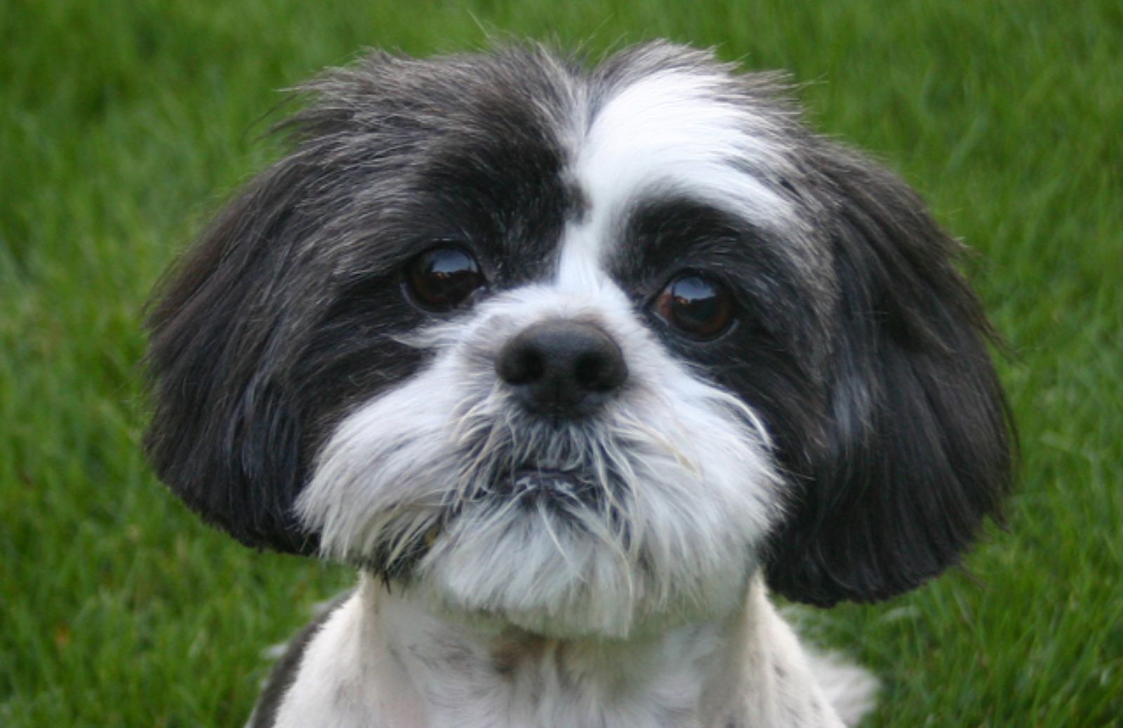 Le 5 caratteristiche fondamentali dello Shih Tzu