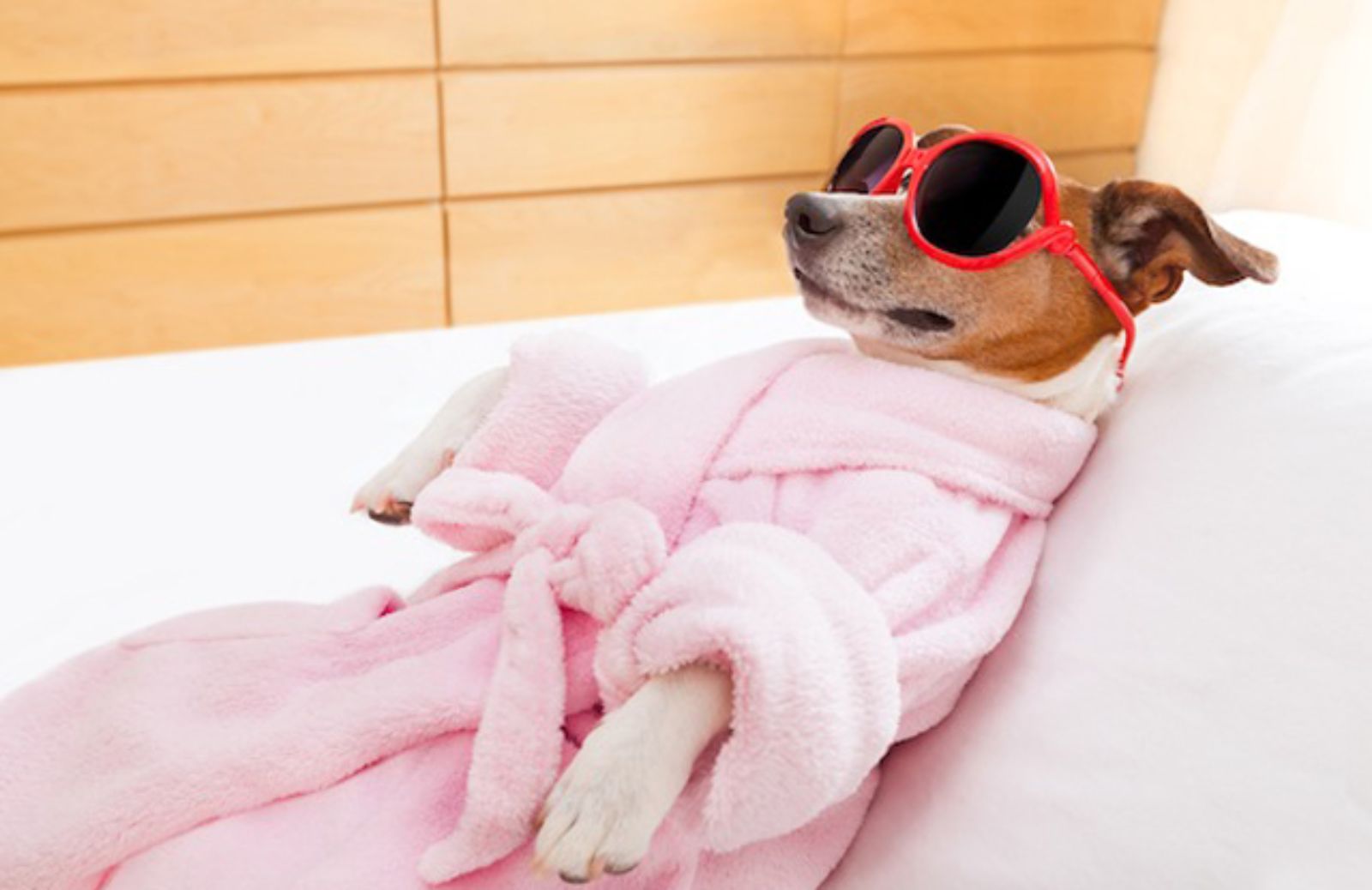 Le 5 migliori SPA per cani in Italia 