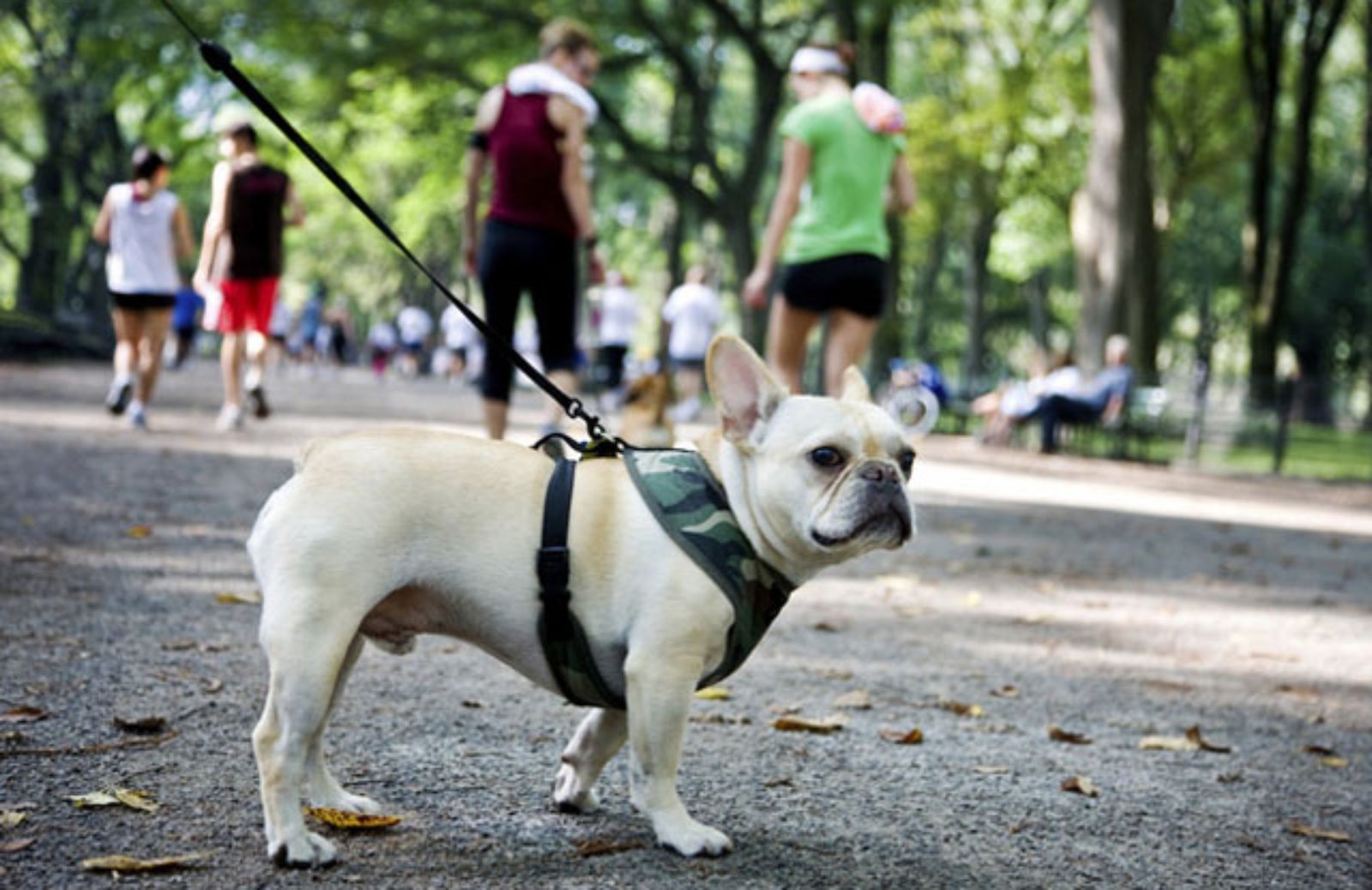 Le 5 regole d’oro per aiutare il cane in città