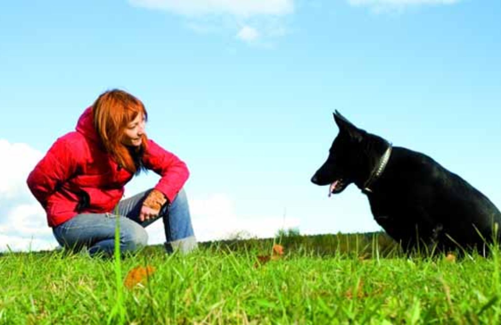 Le 5 regole d’oro per educare il cane