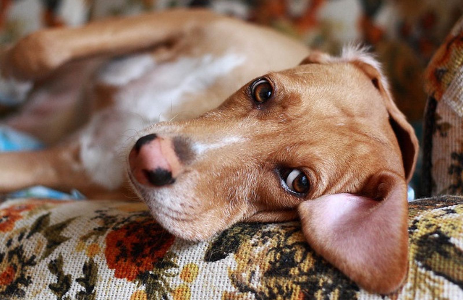 Le 5 regole per evitare l'avvelenamento del cane 