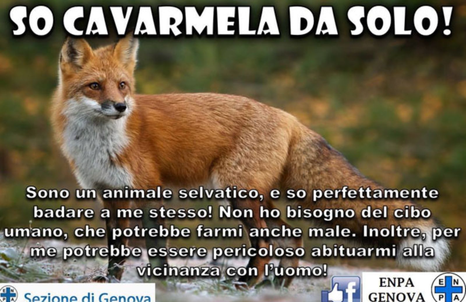 Le 8 regole per interagire correttamente con animali selvatici 