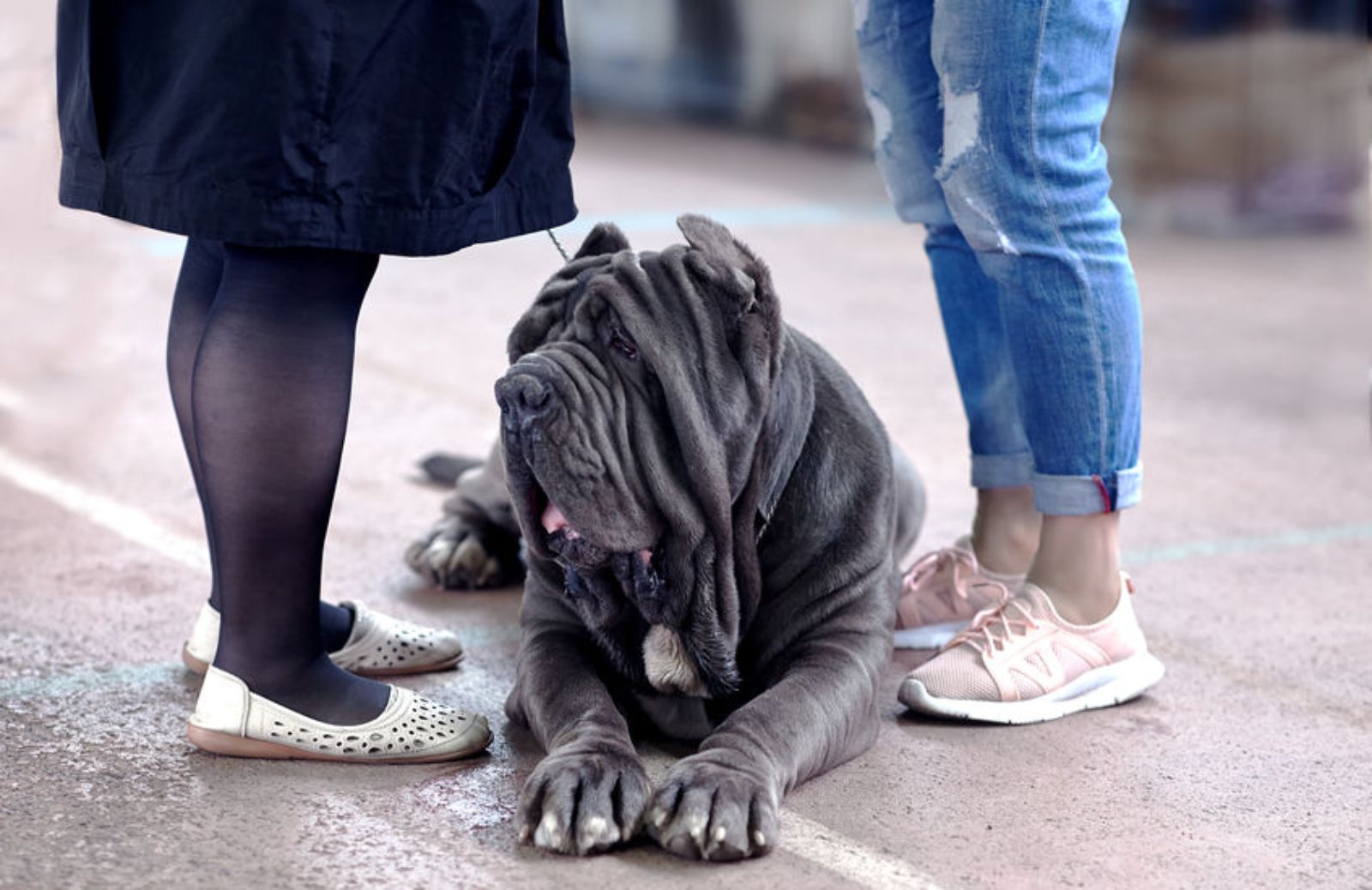 Le principali caratteristiche del Mastino napoletano