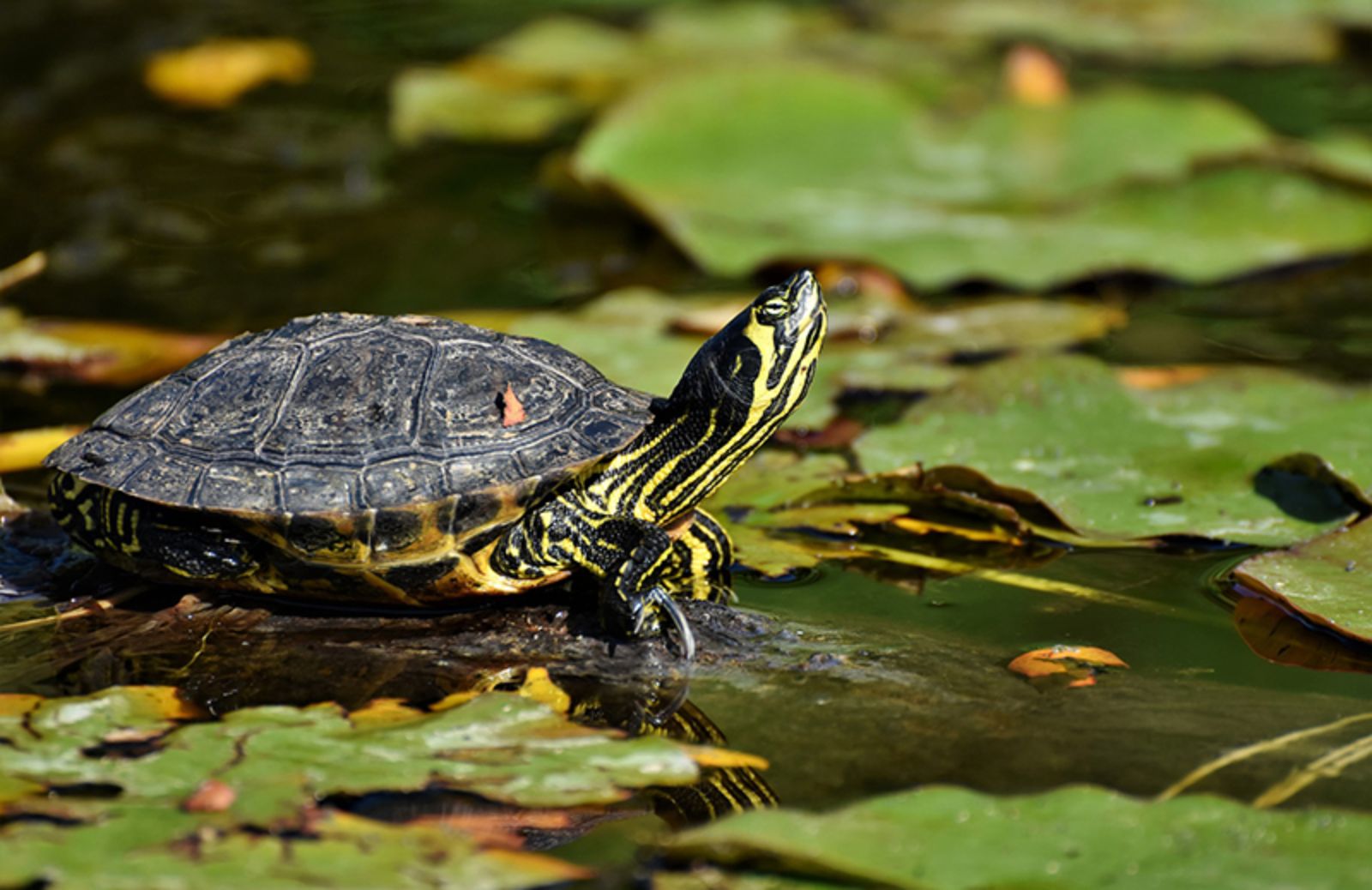 Tartarughe d'acqua: le 5 specie più conosciute