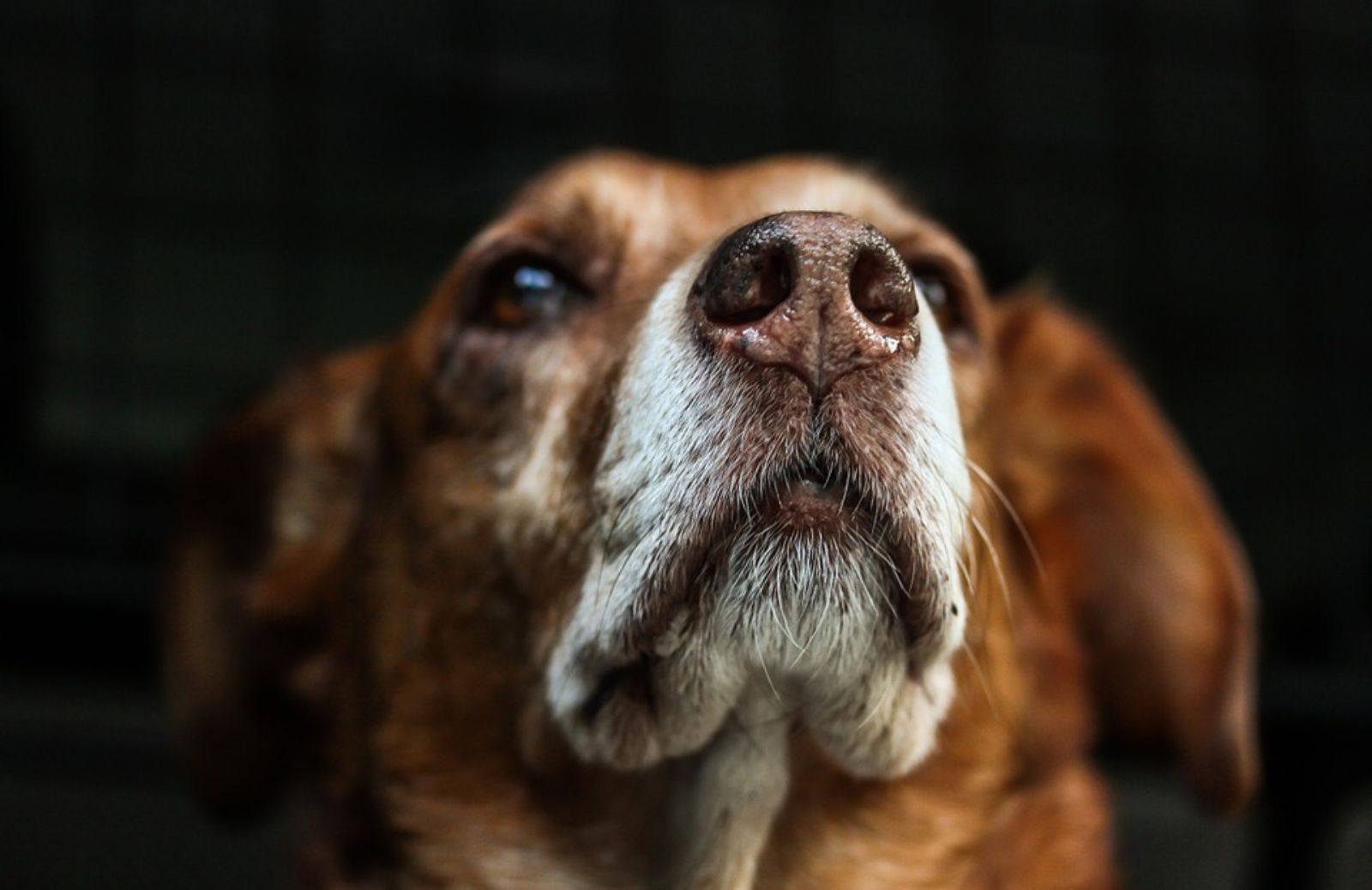 A che età si può sterilizzare il cane?