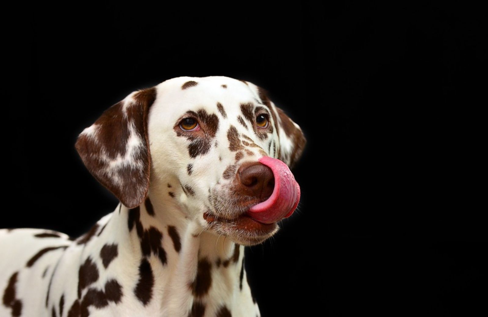 A quale età il cane diventa adulto?