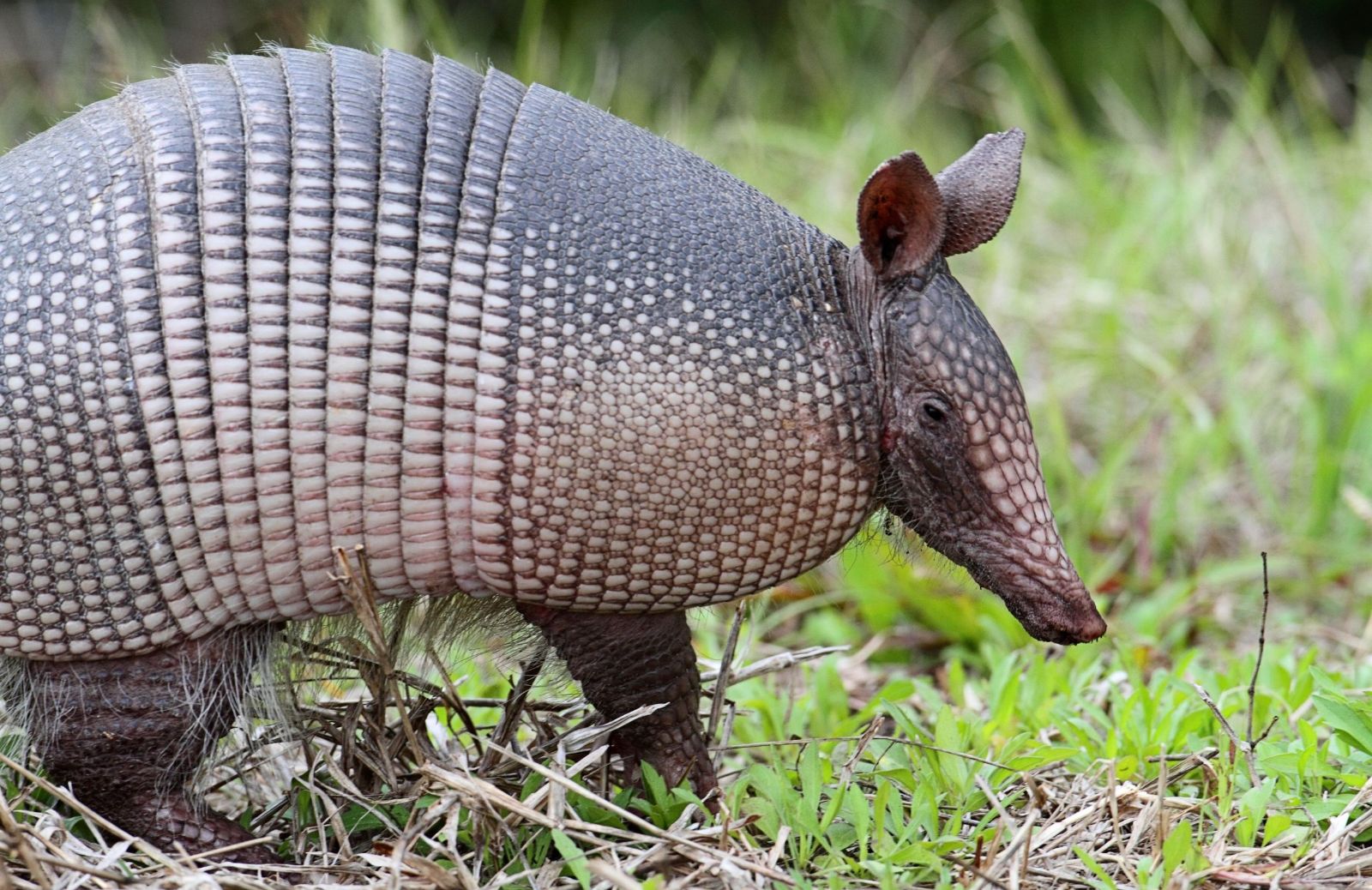 Che differenza c'è tra pangolino e armadillo?