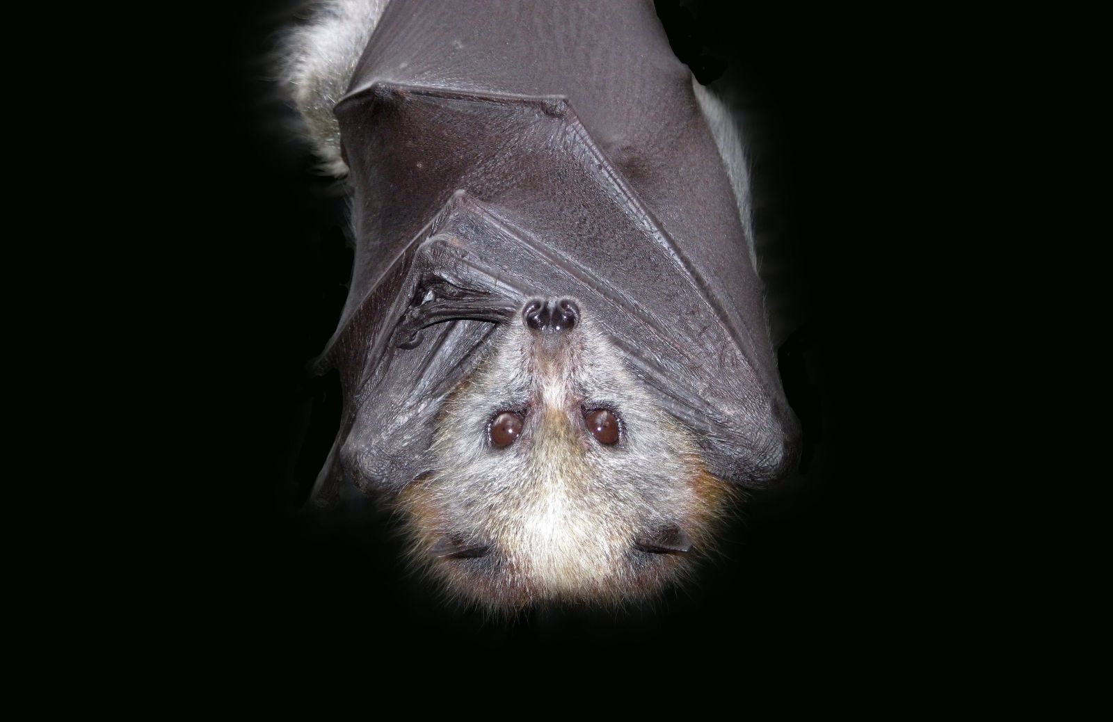 Come vedono i pipistrelli? 