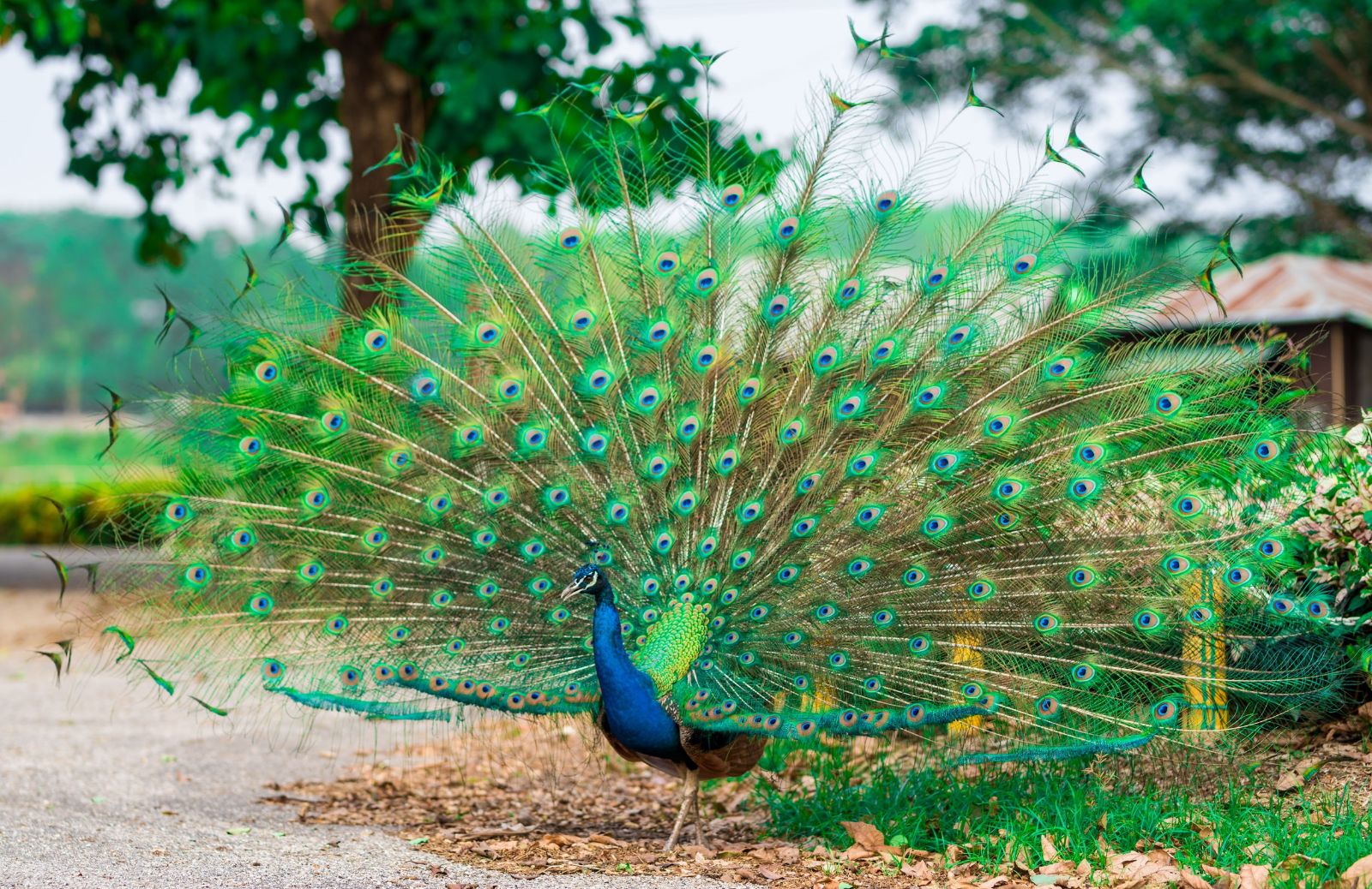 Corteggiamento animali: perché il pavone fa la ruota?