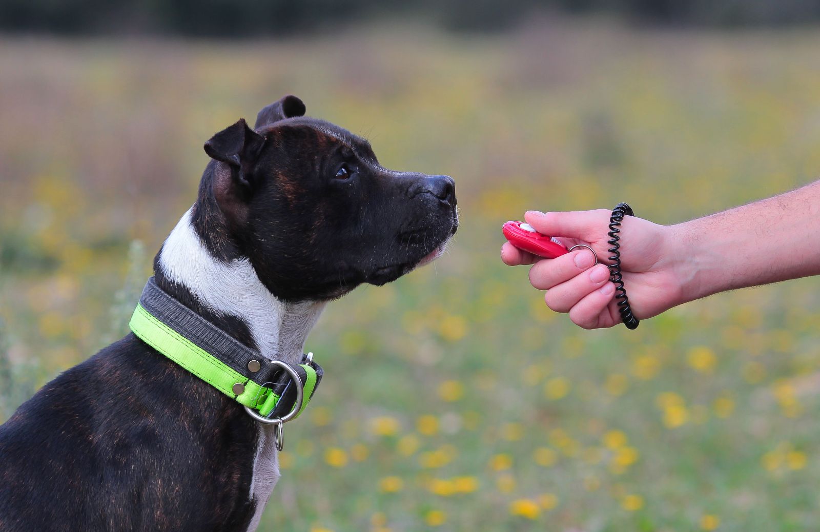 Cos'è il clicker training?