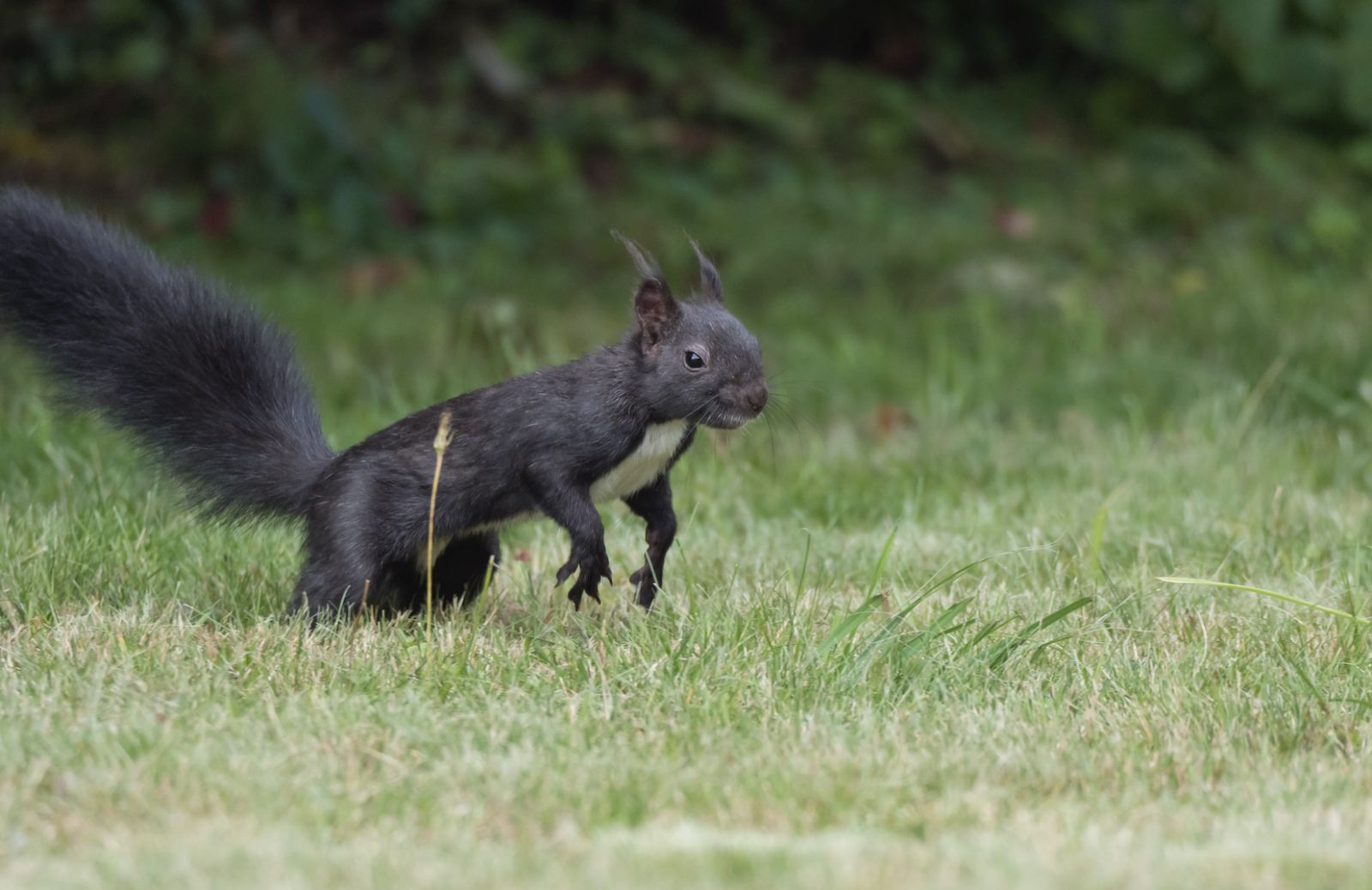 Cos'è il melanismo degli animali?