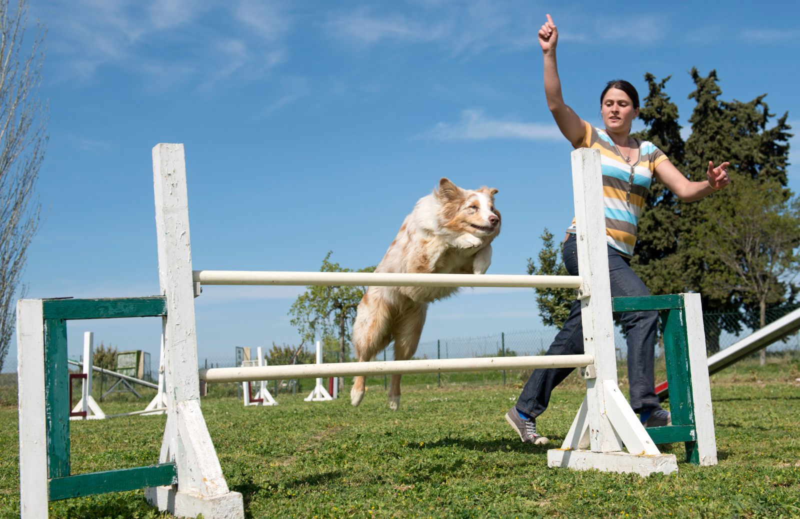 Cos'è l'agility dog?