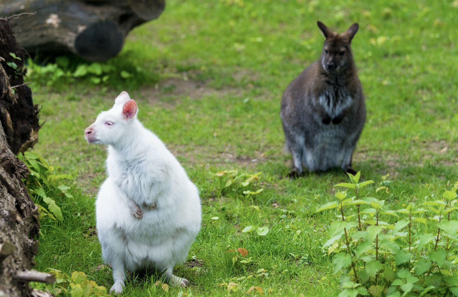 Cos'è l'albinismo degli animali