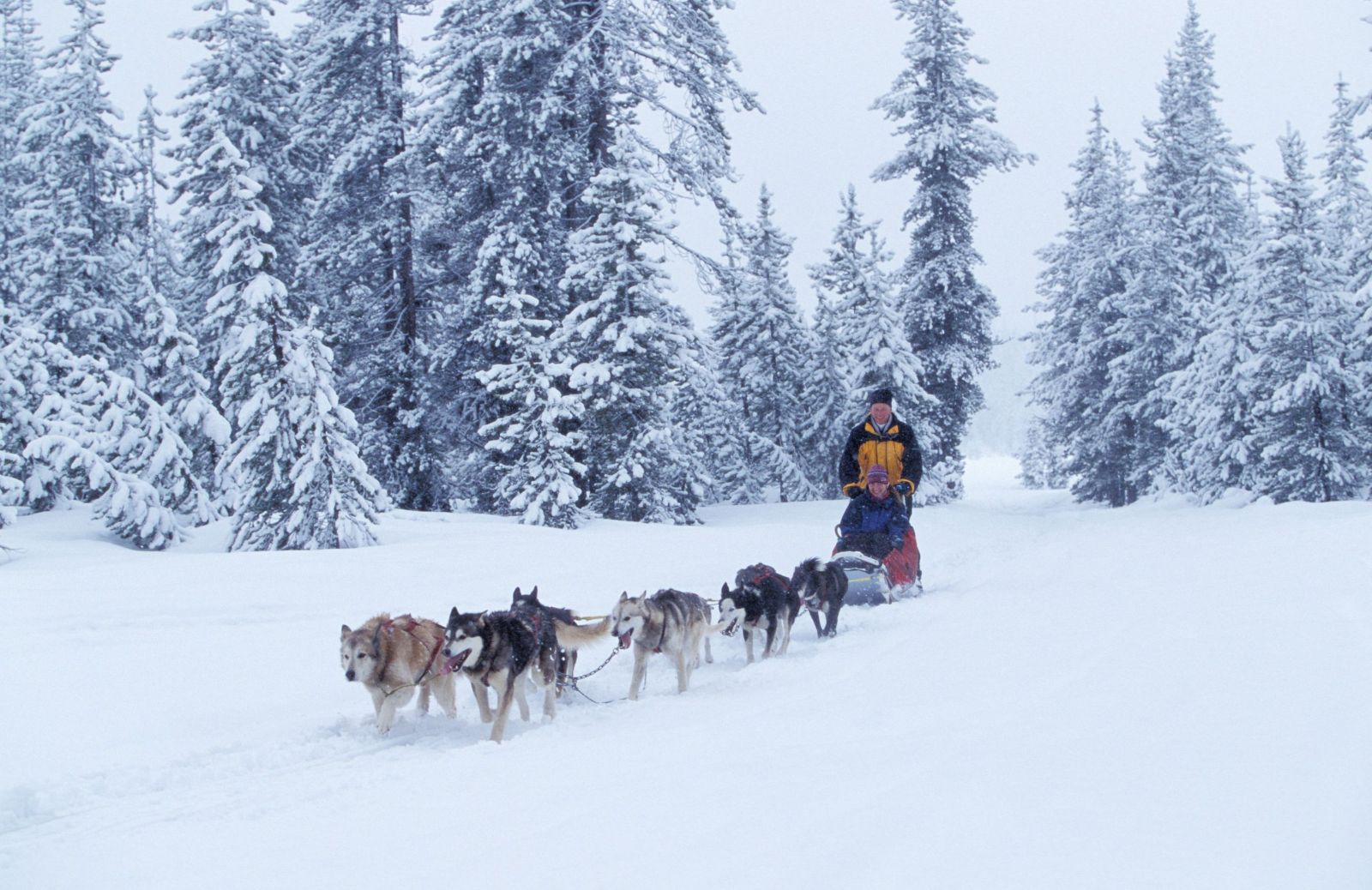 Cos'è lo sleddog?