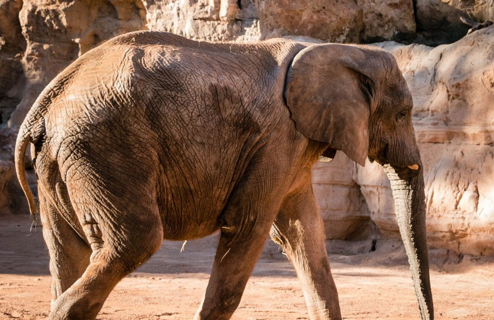 Cos'è un bioparco?