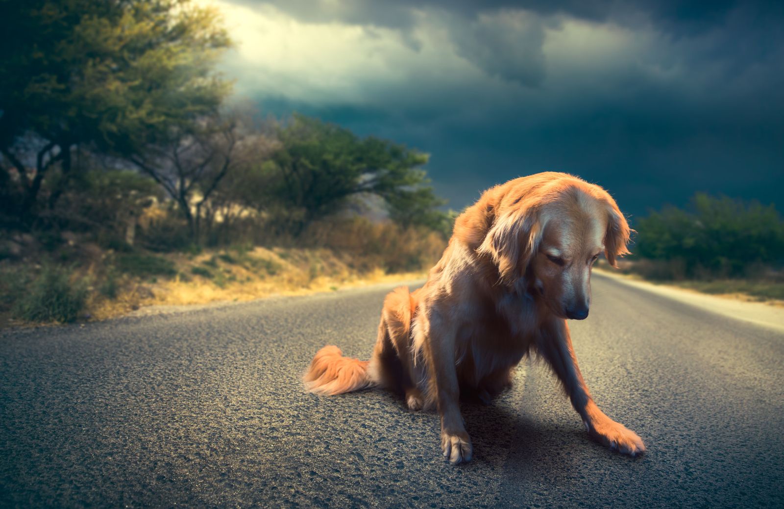 Cosa fare quando si trova un cane abbandonato?