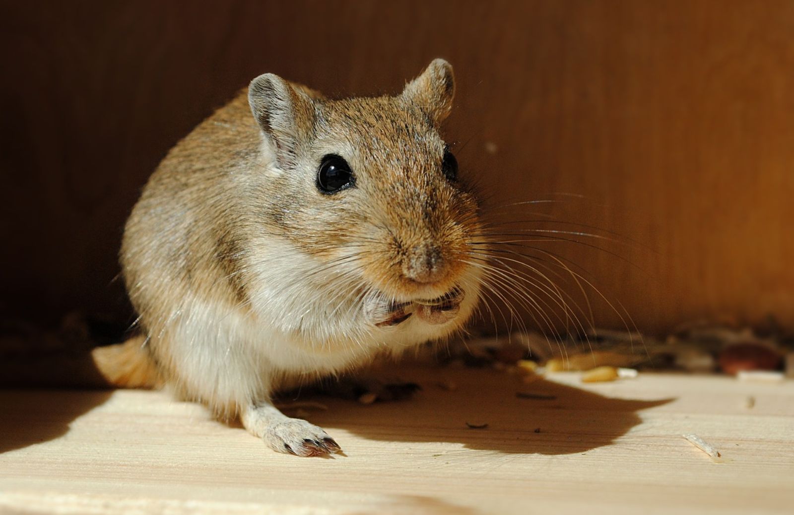 Cosa mangia il gerbillo?