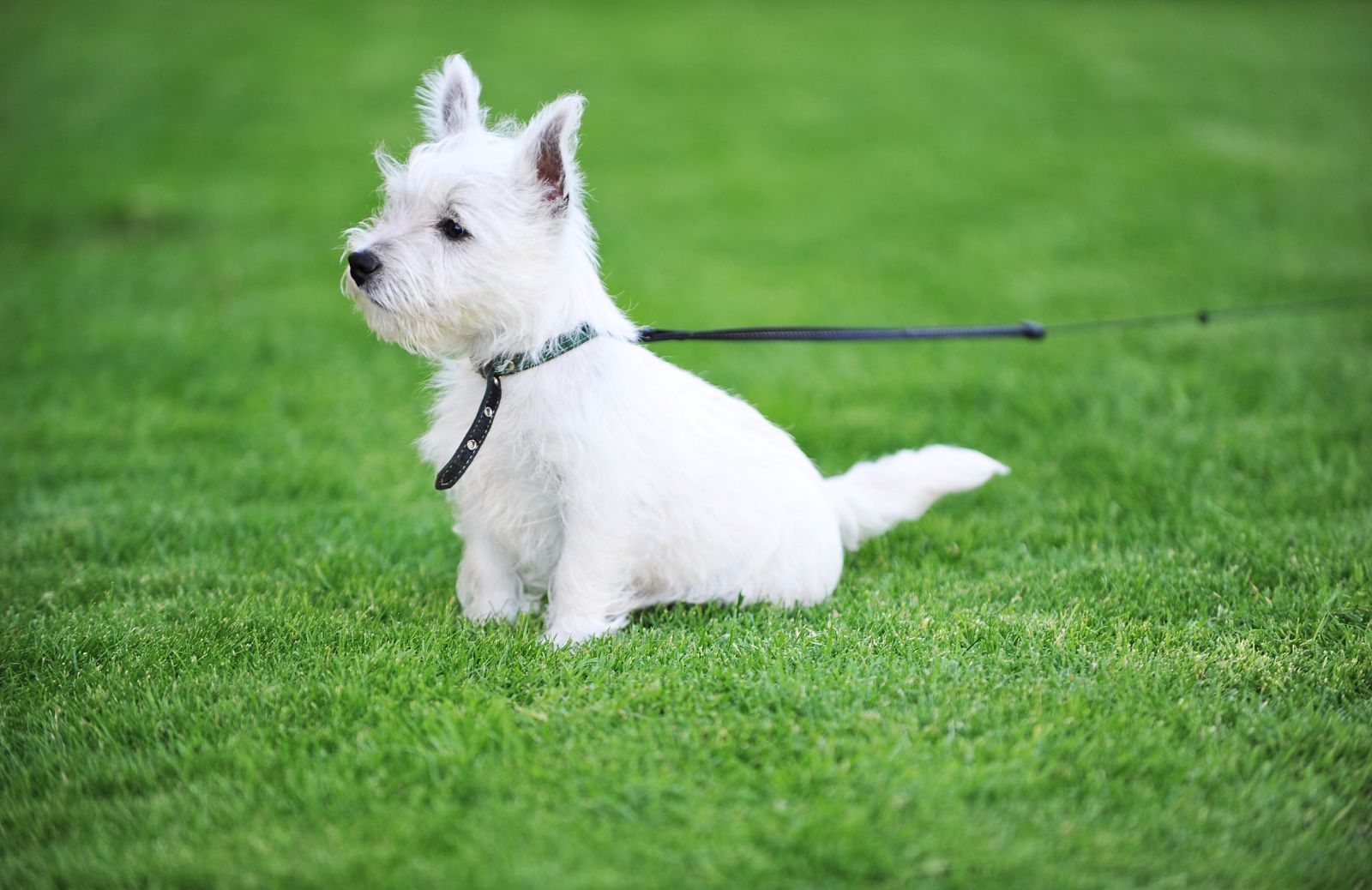 Cosa sono i segnali calmanti dei cani?