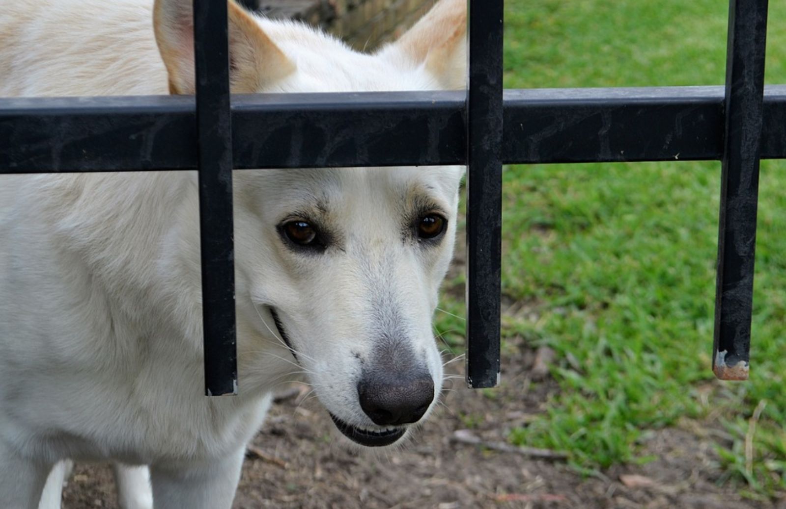 Cosa sono le puppy farm?