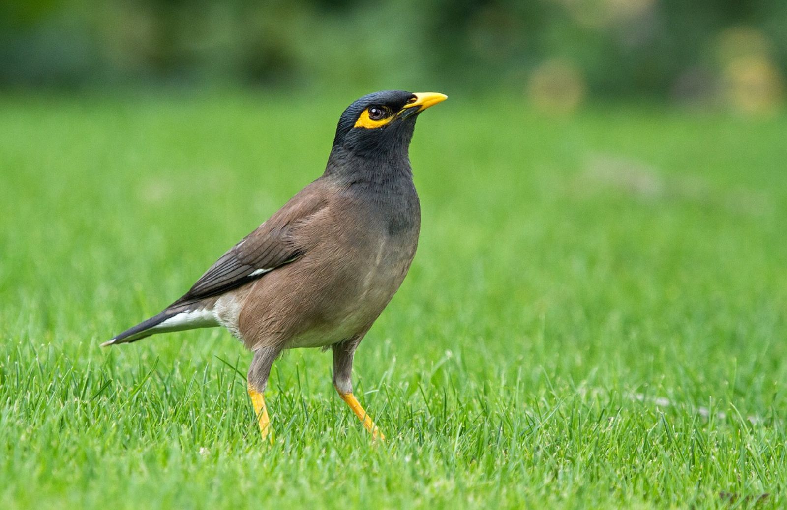 Gracula religiosa: quanto costa?