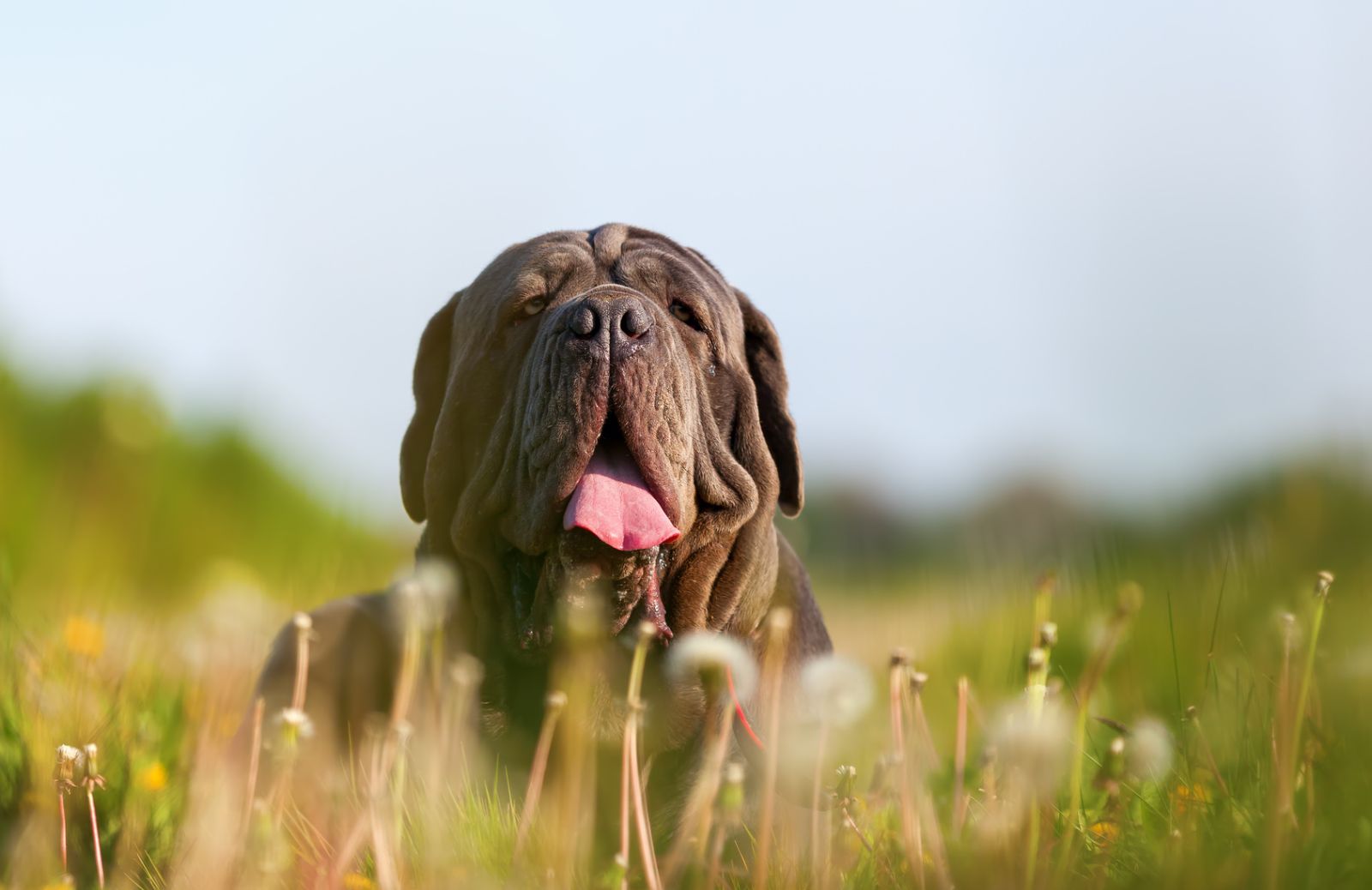 Il mastino napoletano è pericoloso per i bambini?