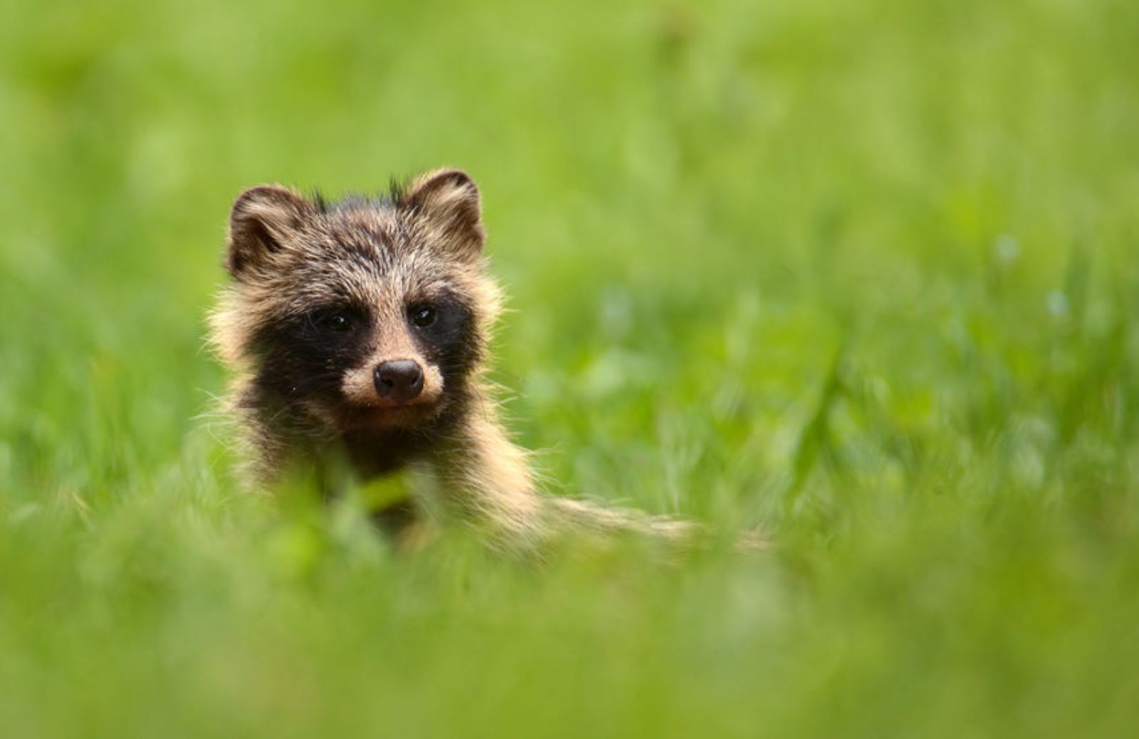 Il tanuki o cane procione è un animale domestico?