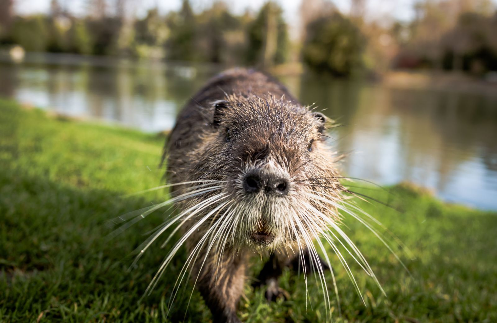 Le nutrie possono essere allevate come animali domestici?