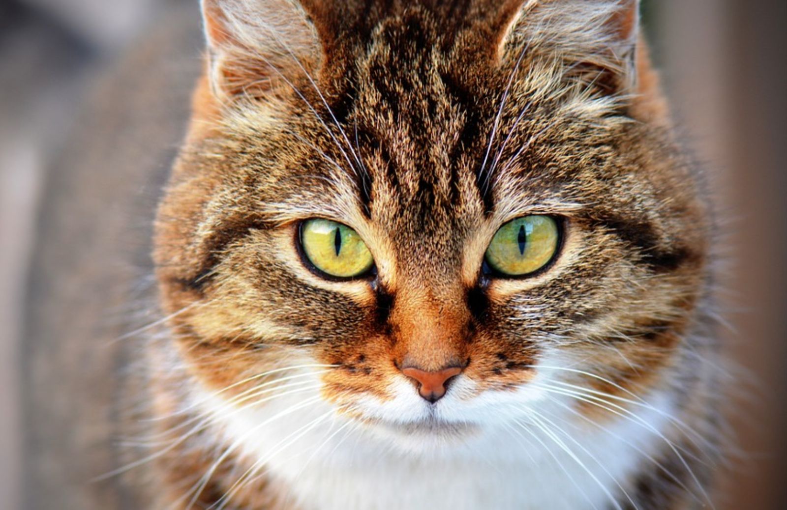 Ogni quanto le gatte vanno in calore?