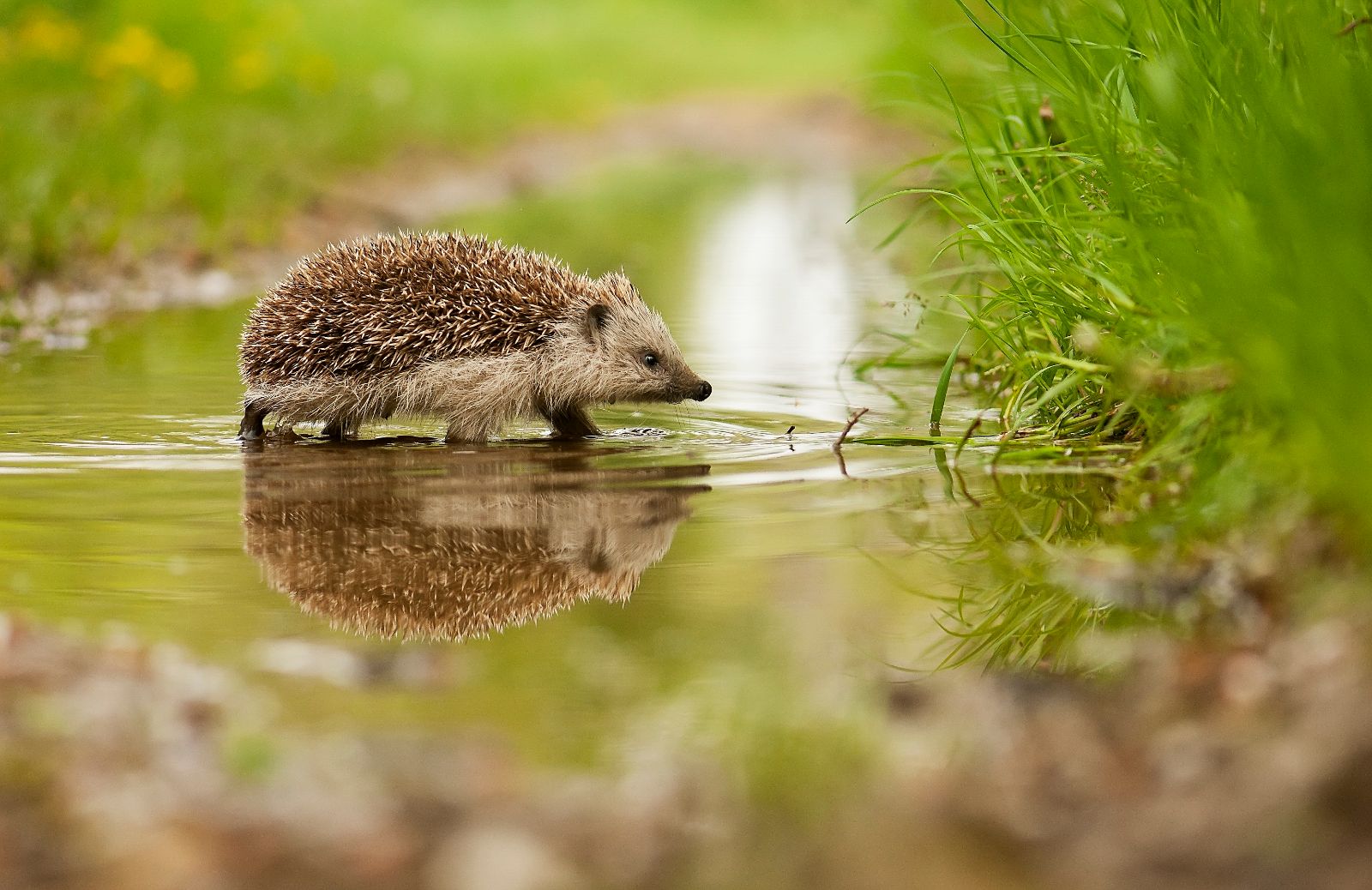 Perché alcuni animali vanno il letargo?