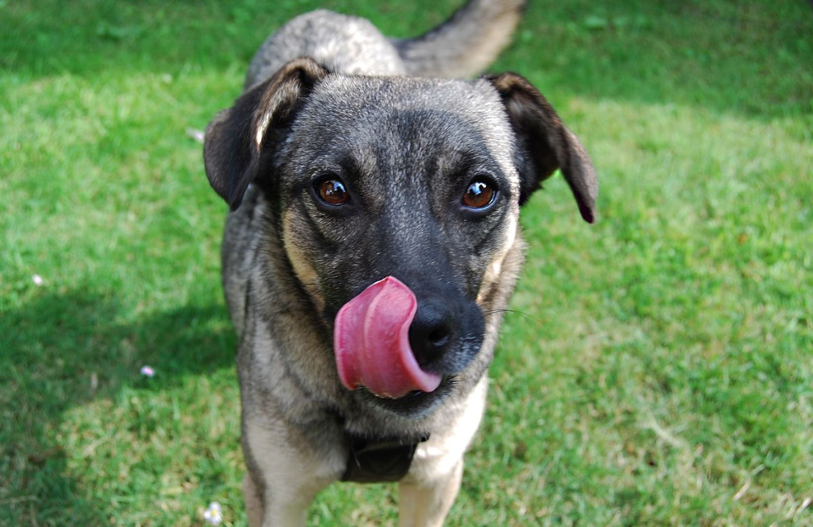 Perché i cani leccano il loro padrone?