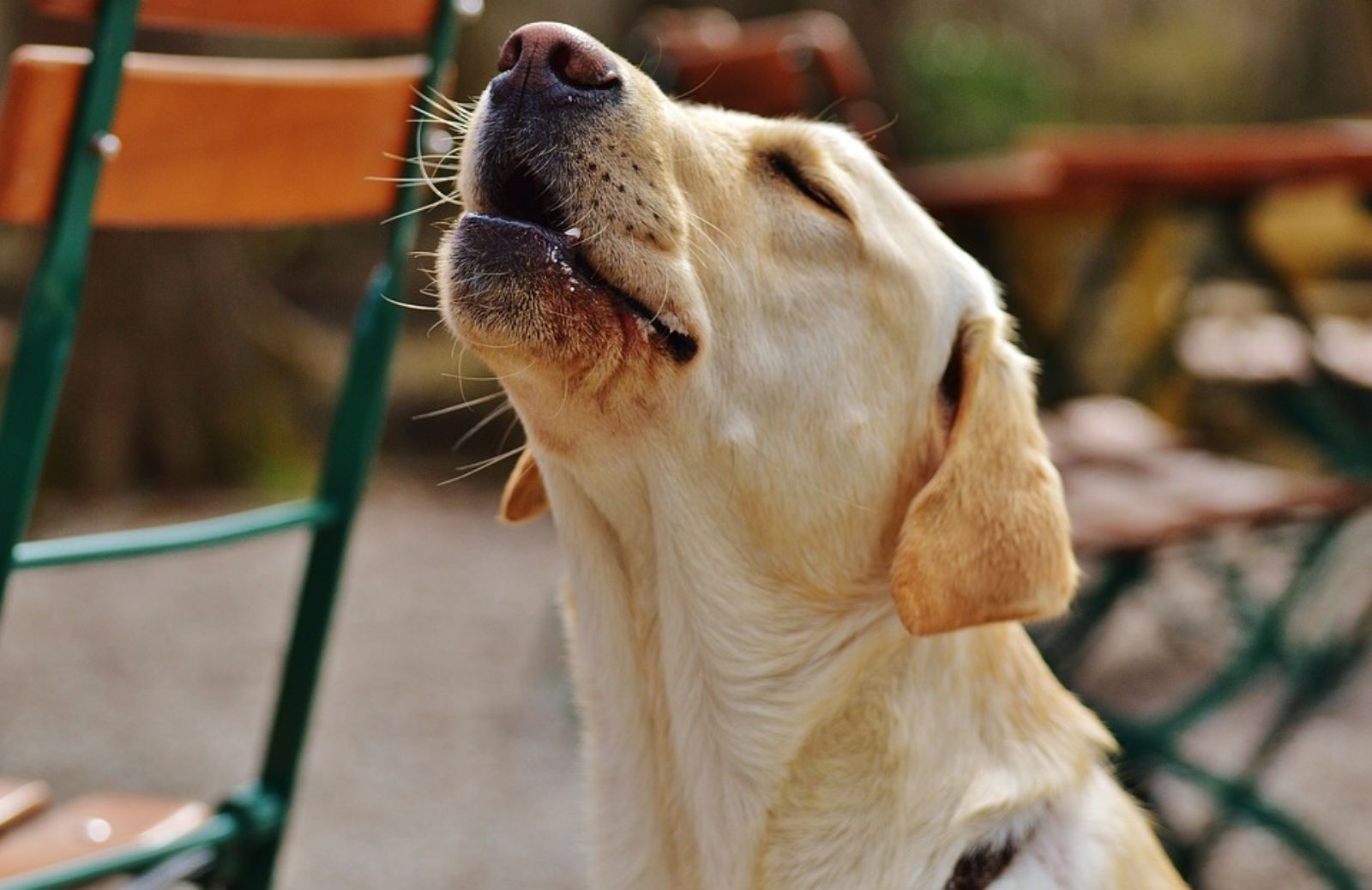 Perché il cane ulula?