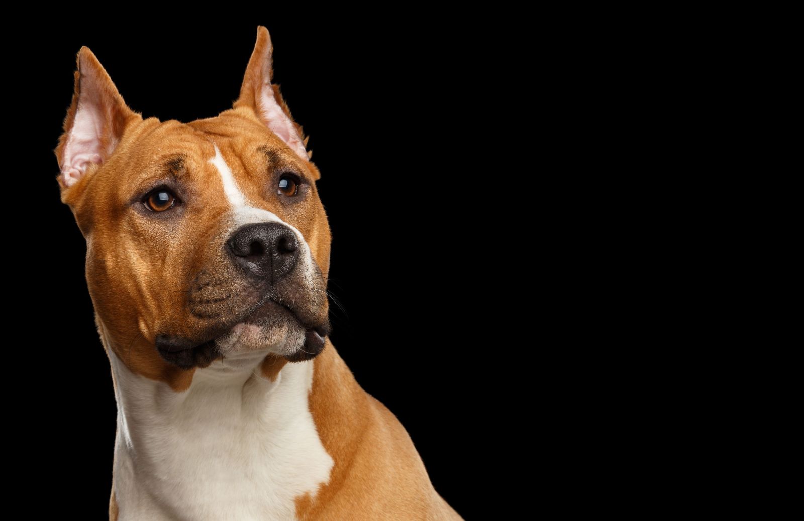 Qual è il prezzo di un cane Amstaff?